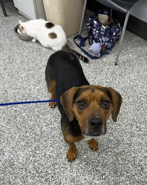 Enlarge Remi, a ADOPTABLE Beagle in Bryan, OH image 3/3