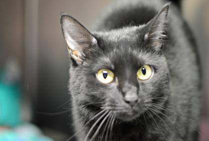 Molly (declawed)