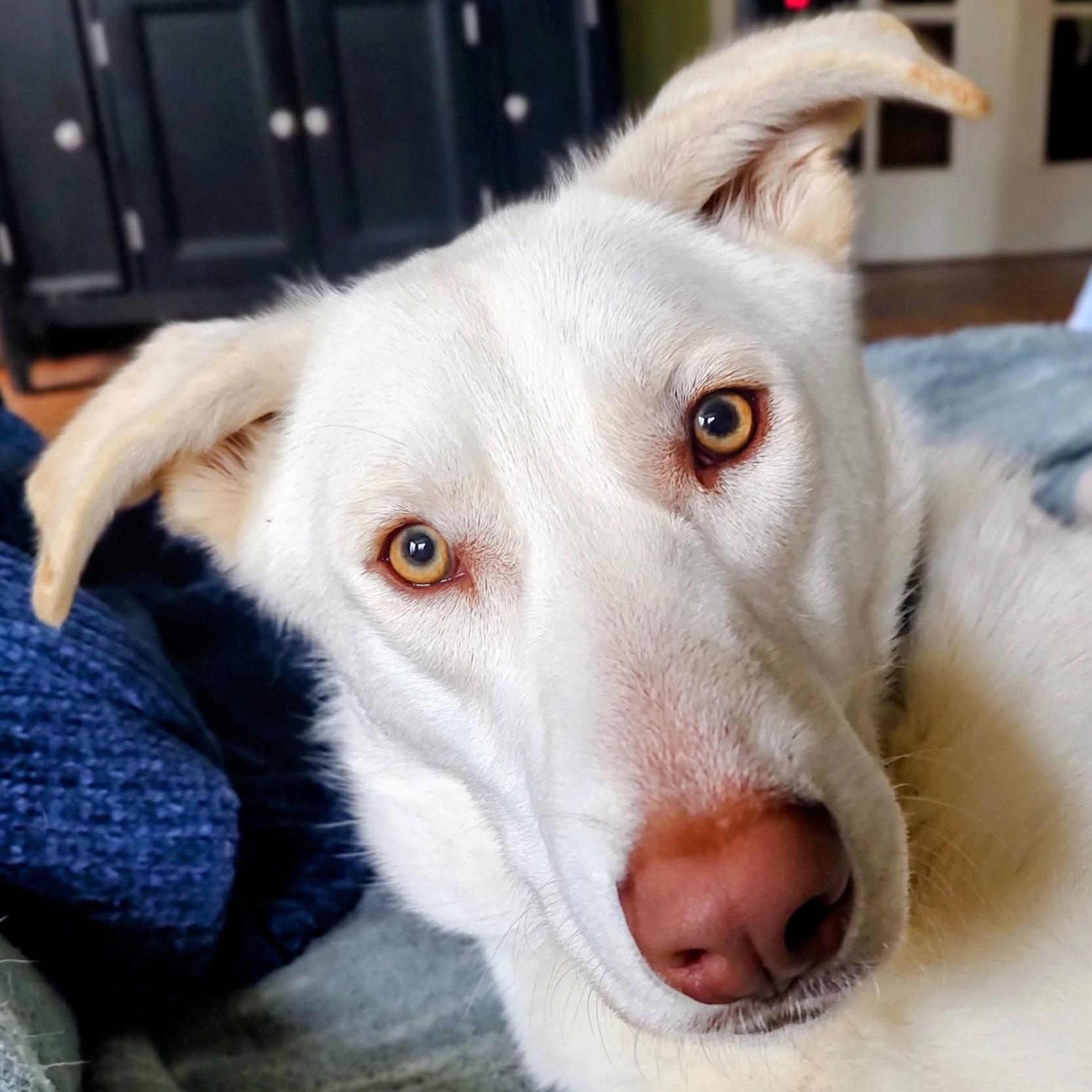 Buddy, a ADOPTABLE mixed breed in North Jackson, OH image 3/5