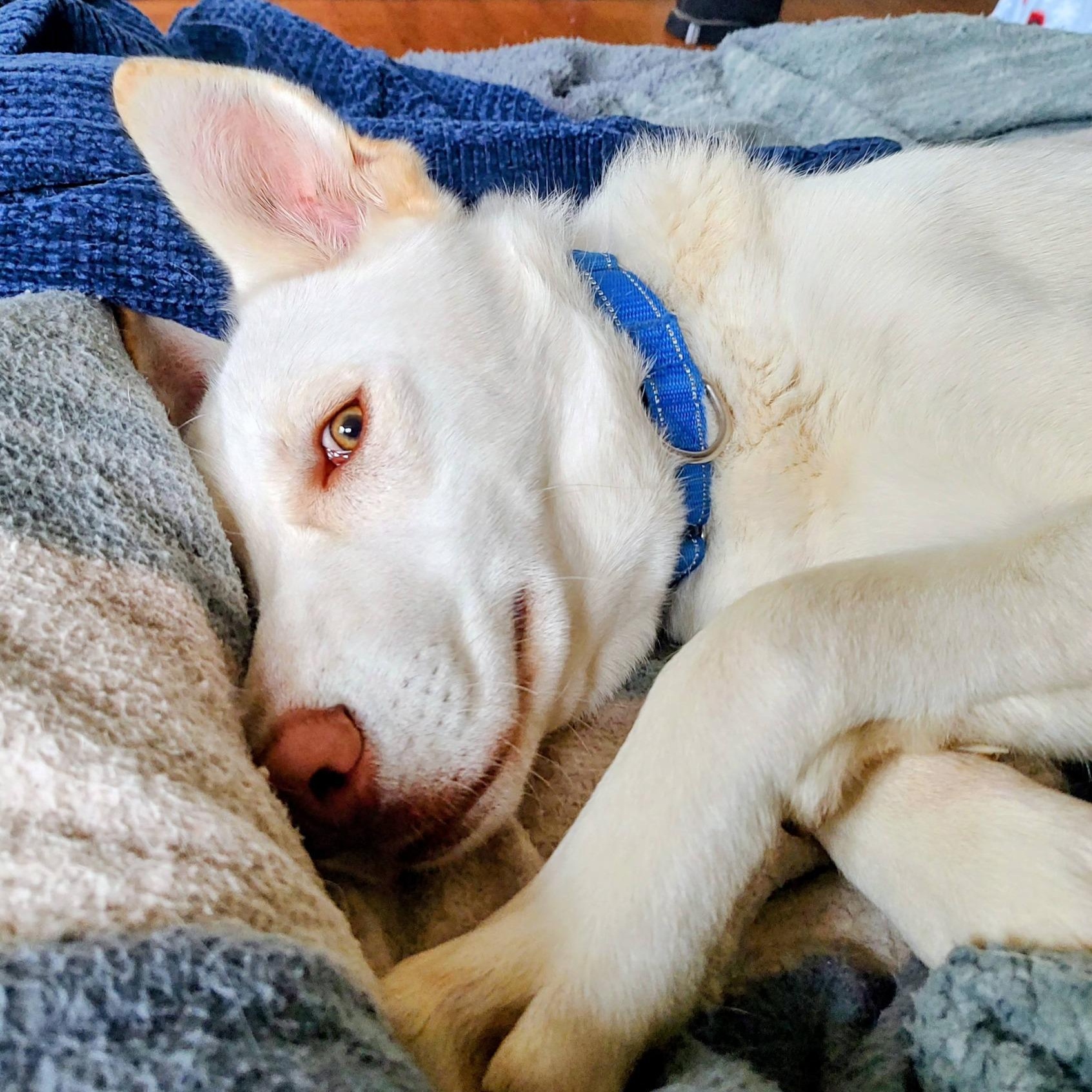 Buddy, a ADOPTABLE mixed breed in North Jackson, OH image 2/5