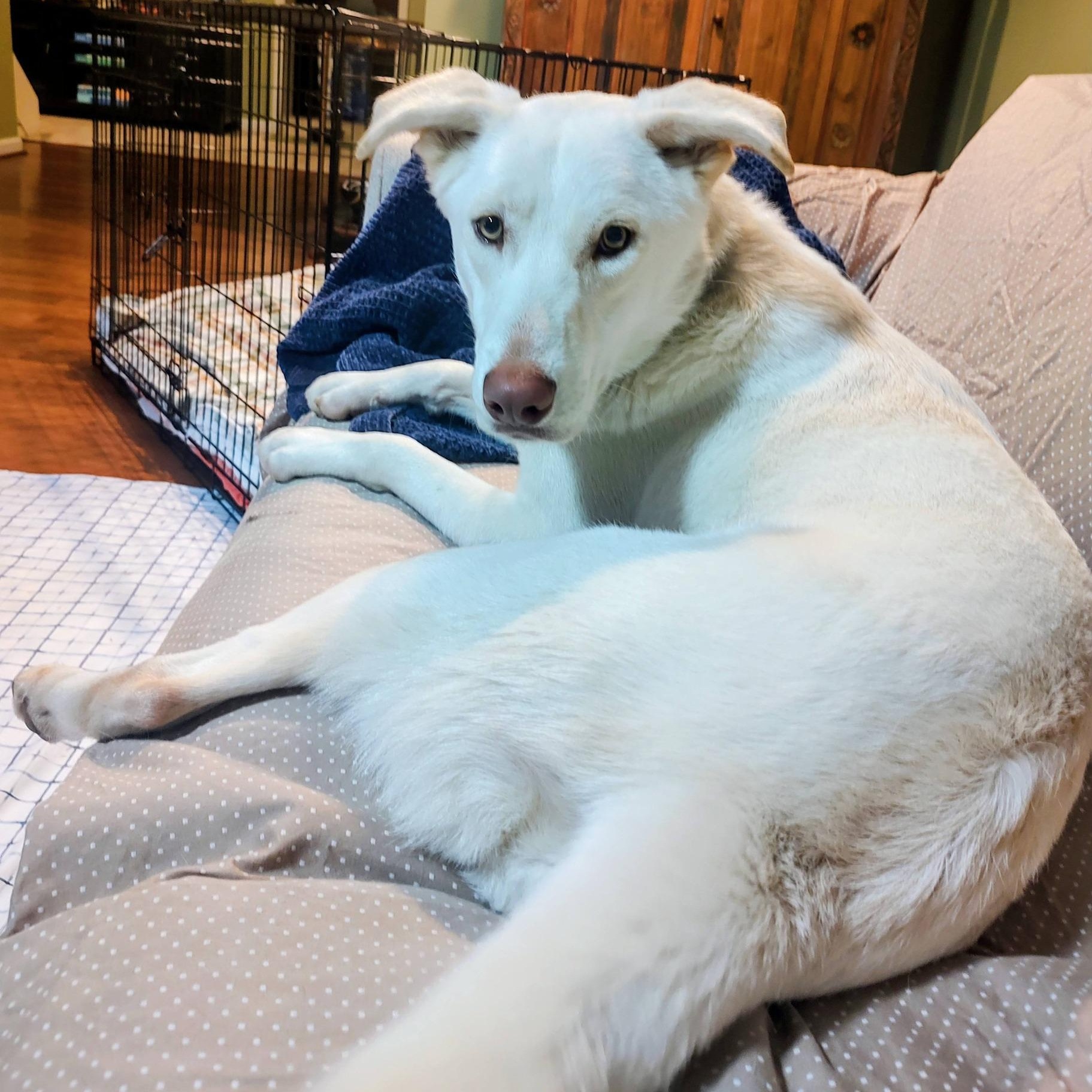 Buddy, a ADOPTABLE mixed breed in North Jackson, OH image 5/5