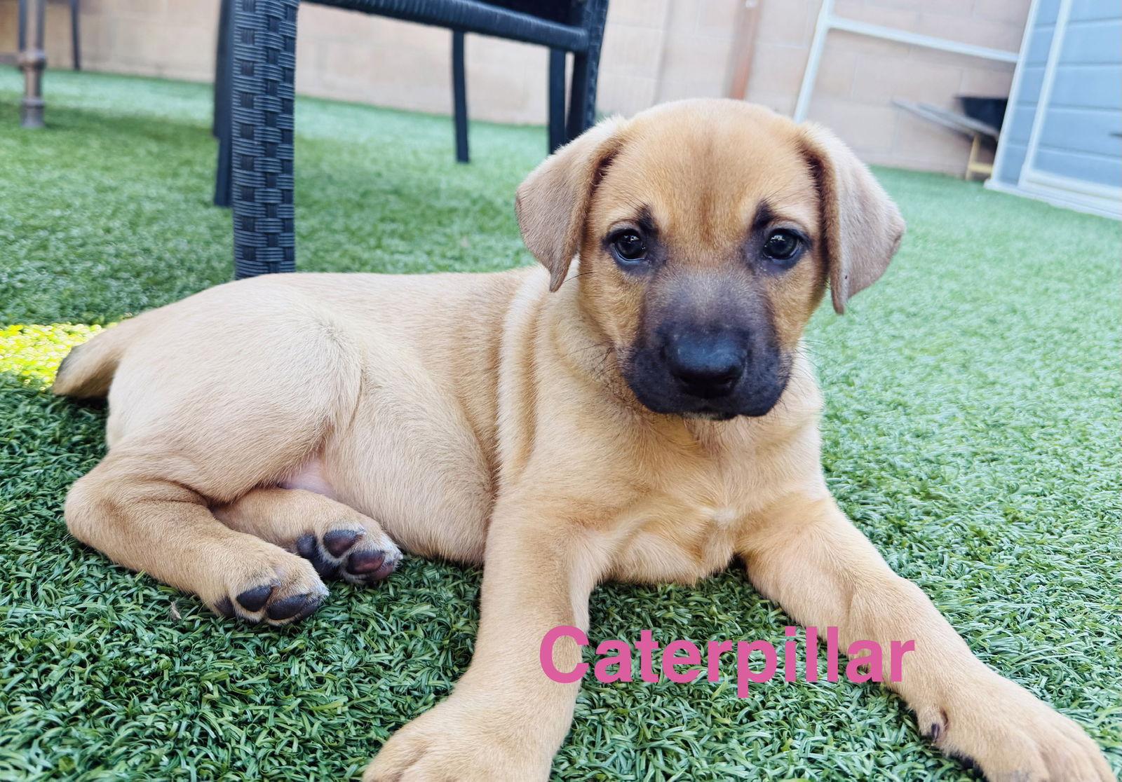 Caterpillar, Adopted, Puppy Female Labrador Retriever & German Shepherd Dog.