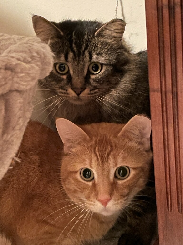 Toni , Adoptable, Adult Female Domestic Medium Hair & Maine Coon.