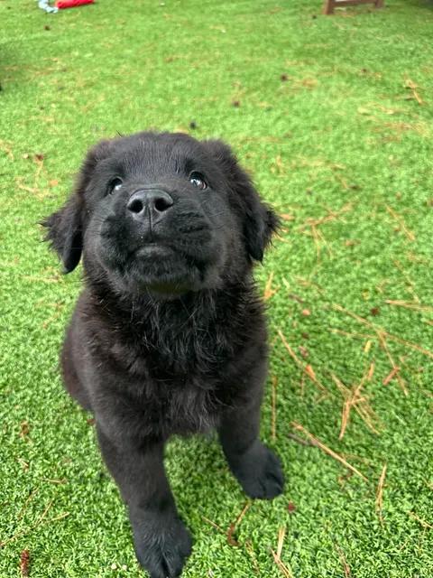 Enlarge Eros, an adopted mixed breed in Wilmington, NC image 5/5