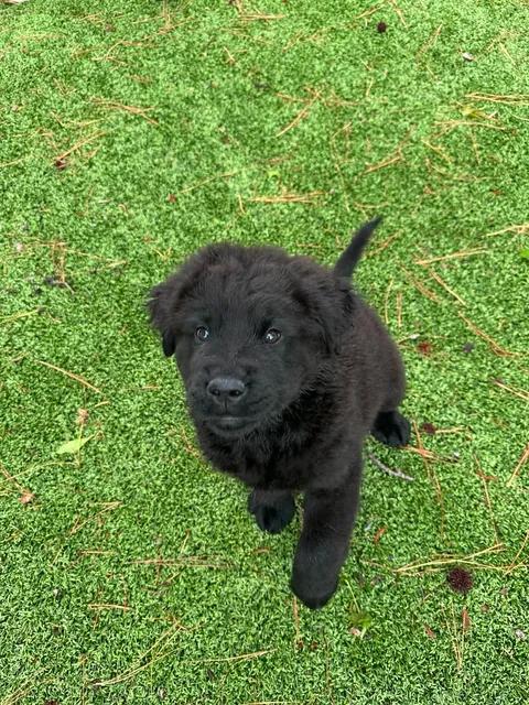 Enlarge Eros, an adopted mixed breed in Wilmington, NC image 1/5