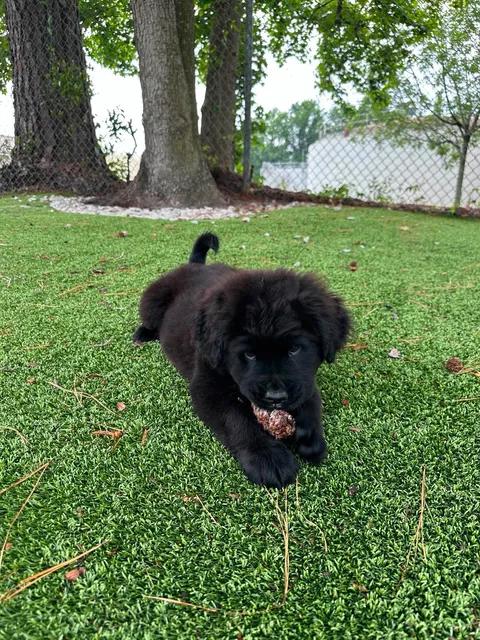 Enlarge Eros, an adopted mixed breed in Wilmington, NC image 3/5
