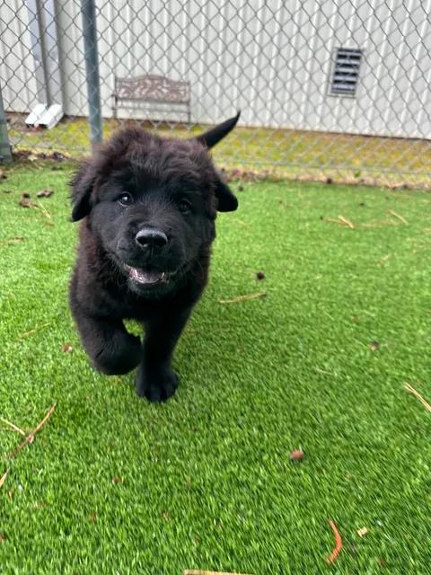 Enlarge Eros, an adopted mixed breed in Wilmington, NC image 2/5