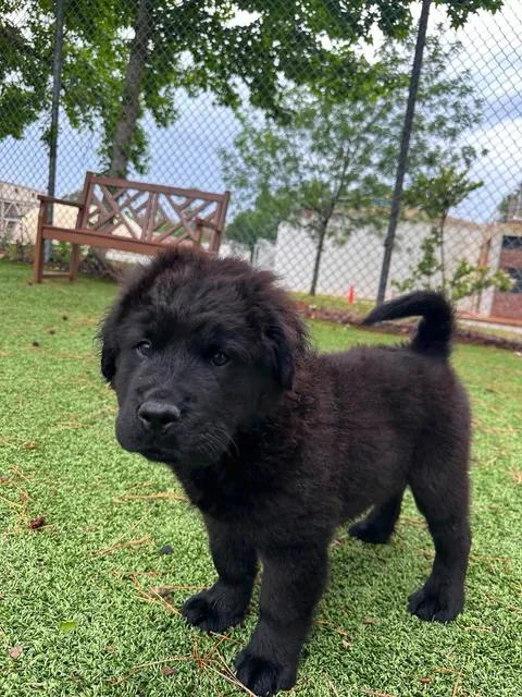 Enlarge Eros, an adopted mixed breed in Wilmington, NC image 4/5