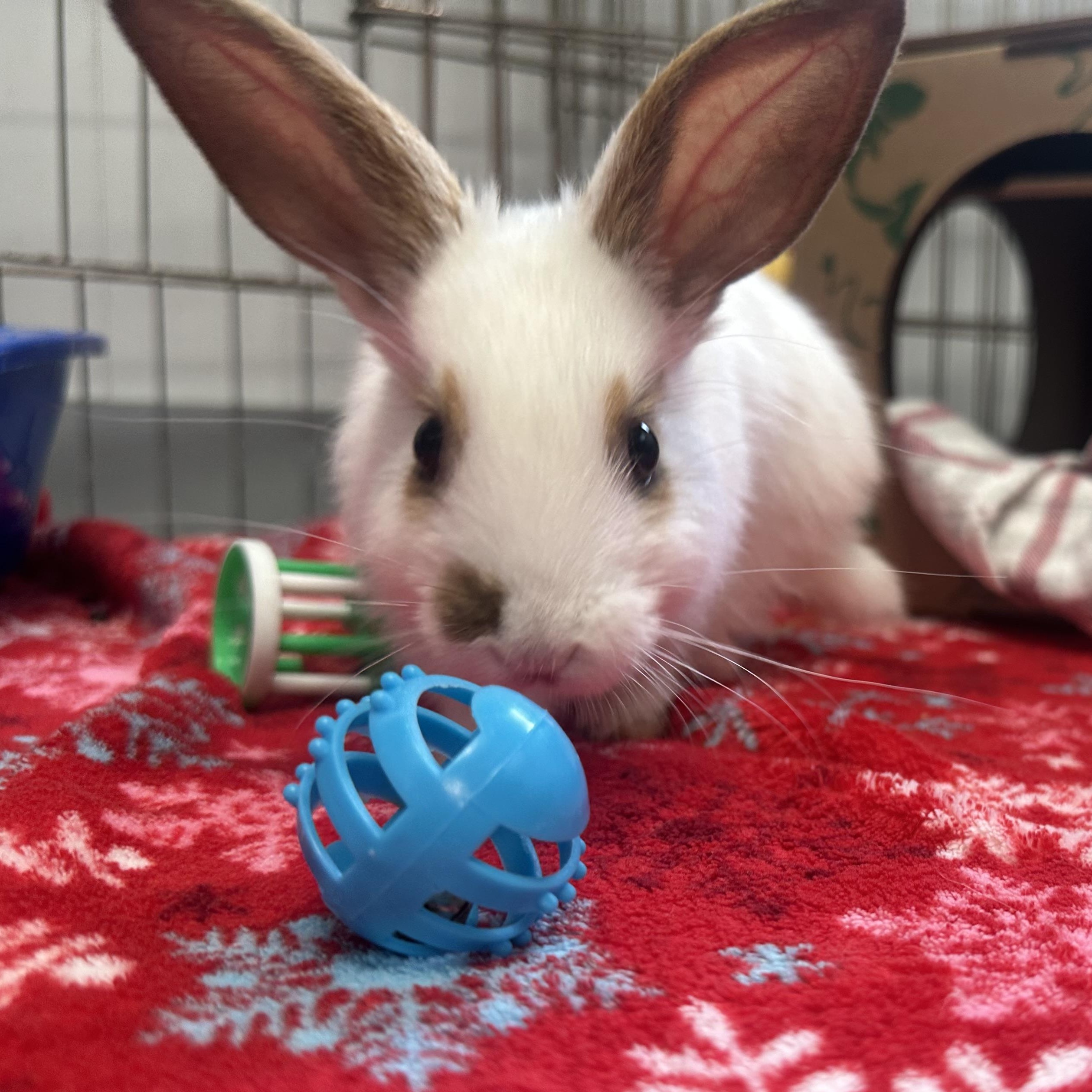 Pip