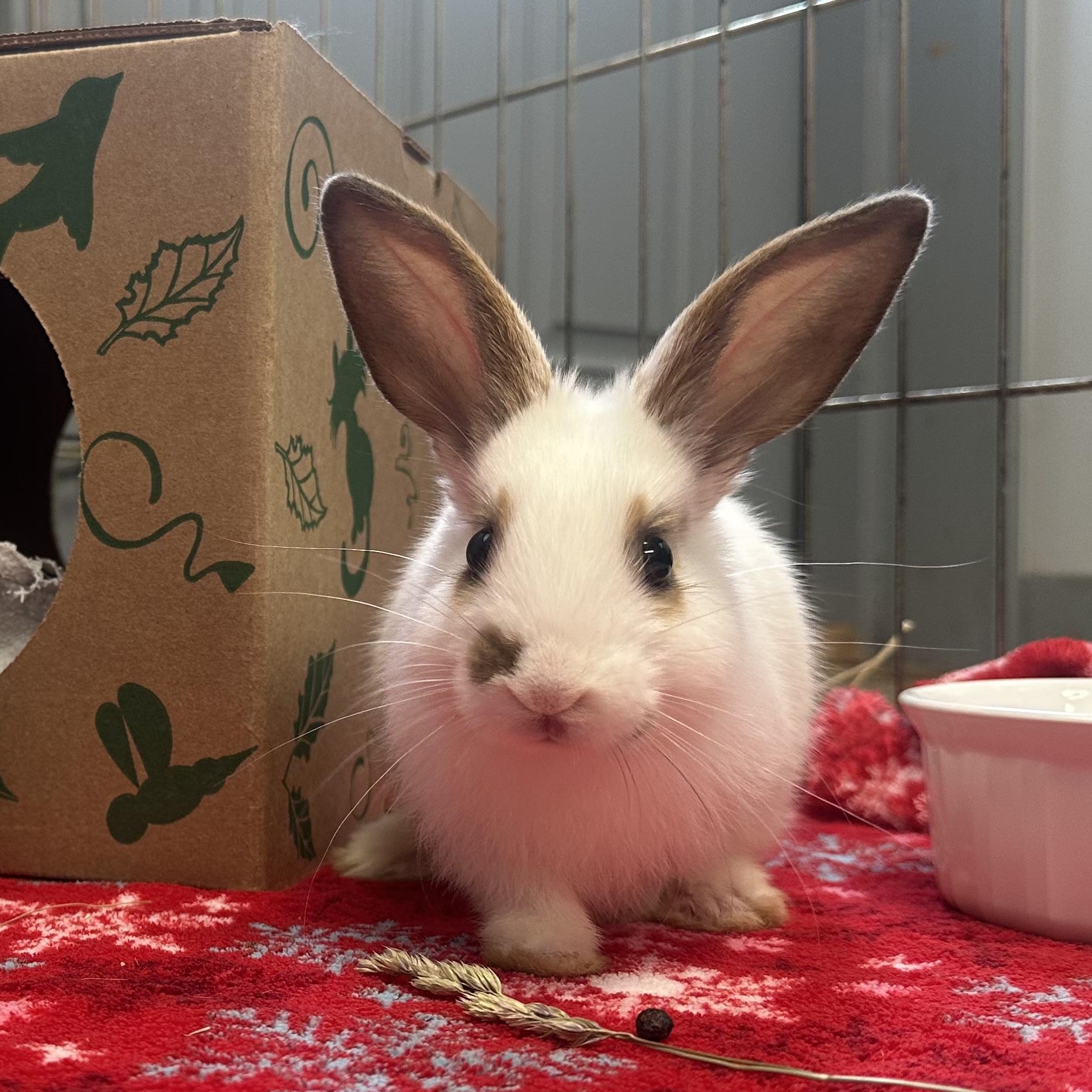 Pip