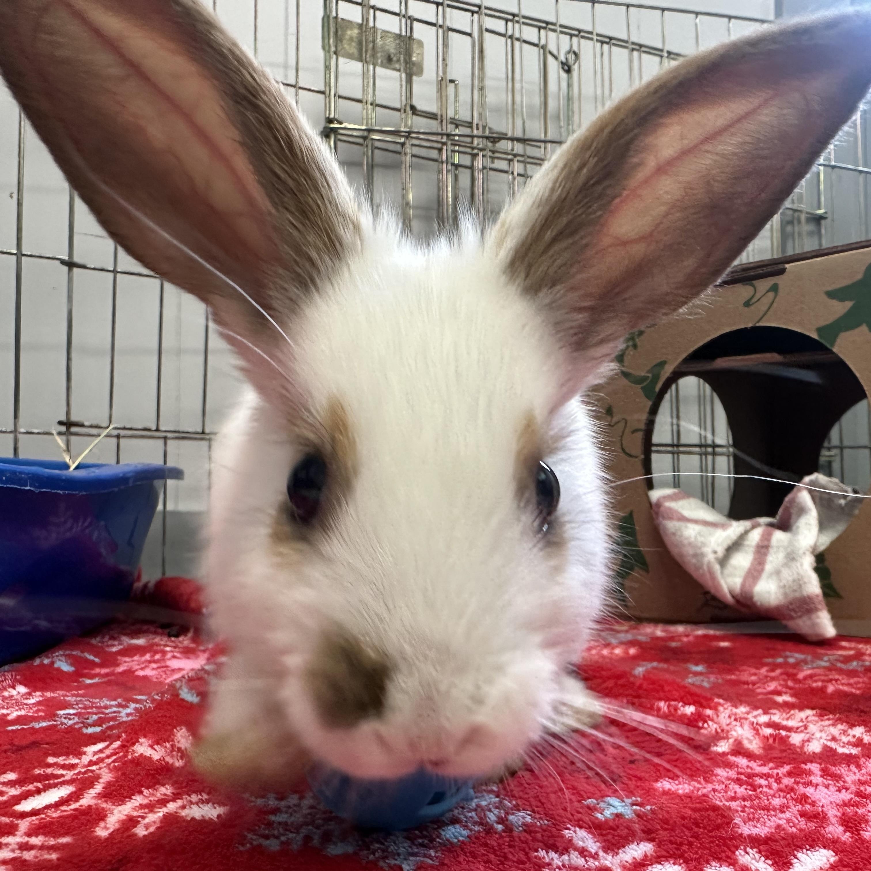 Pip