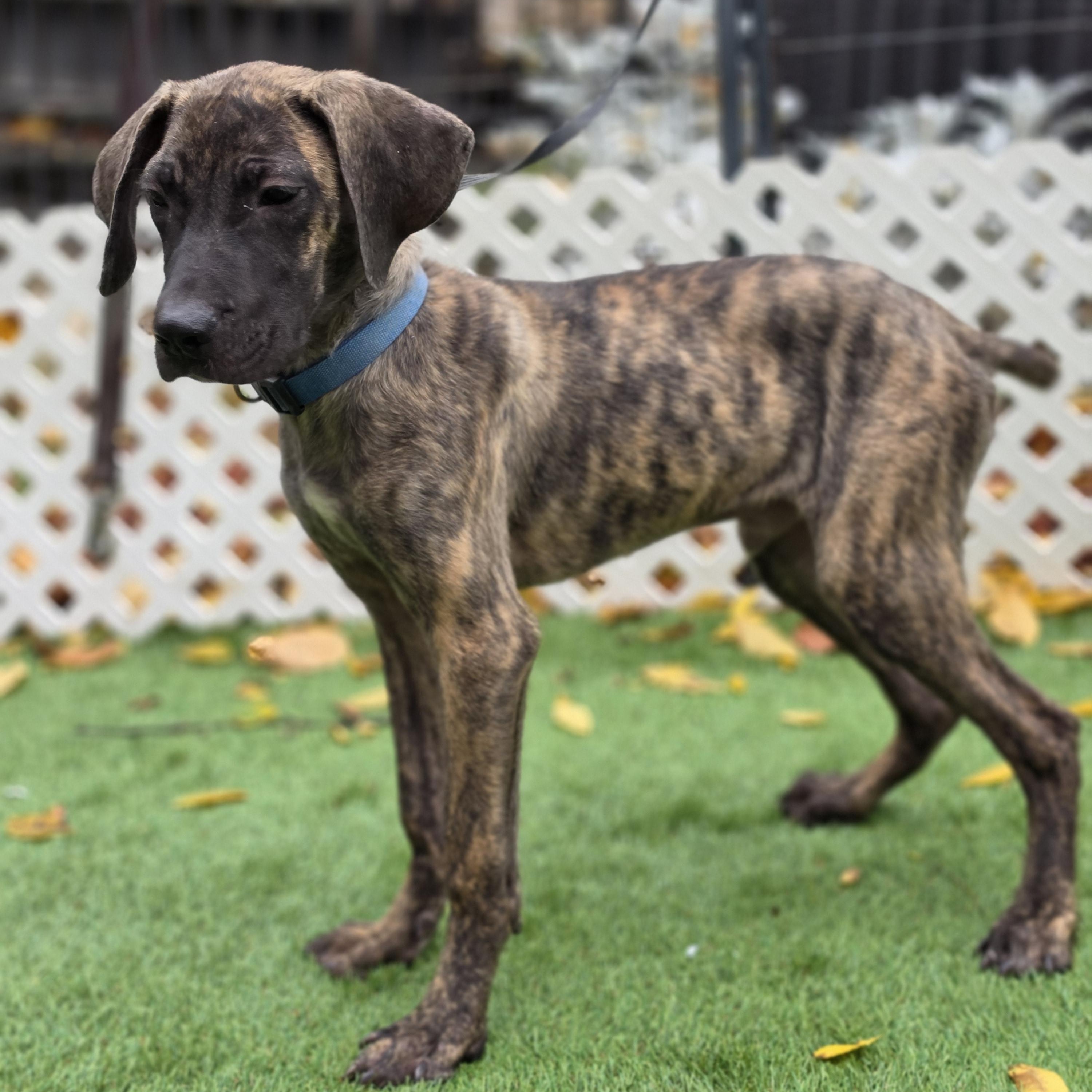Enlarge Abel, a Adoptable mixed breed in Blairstown, NJ image 3/4