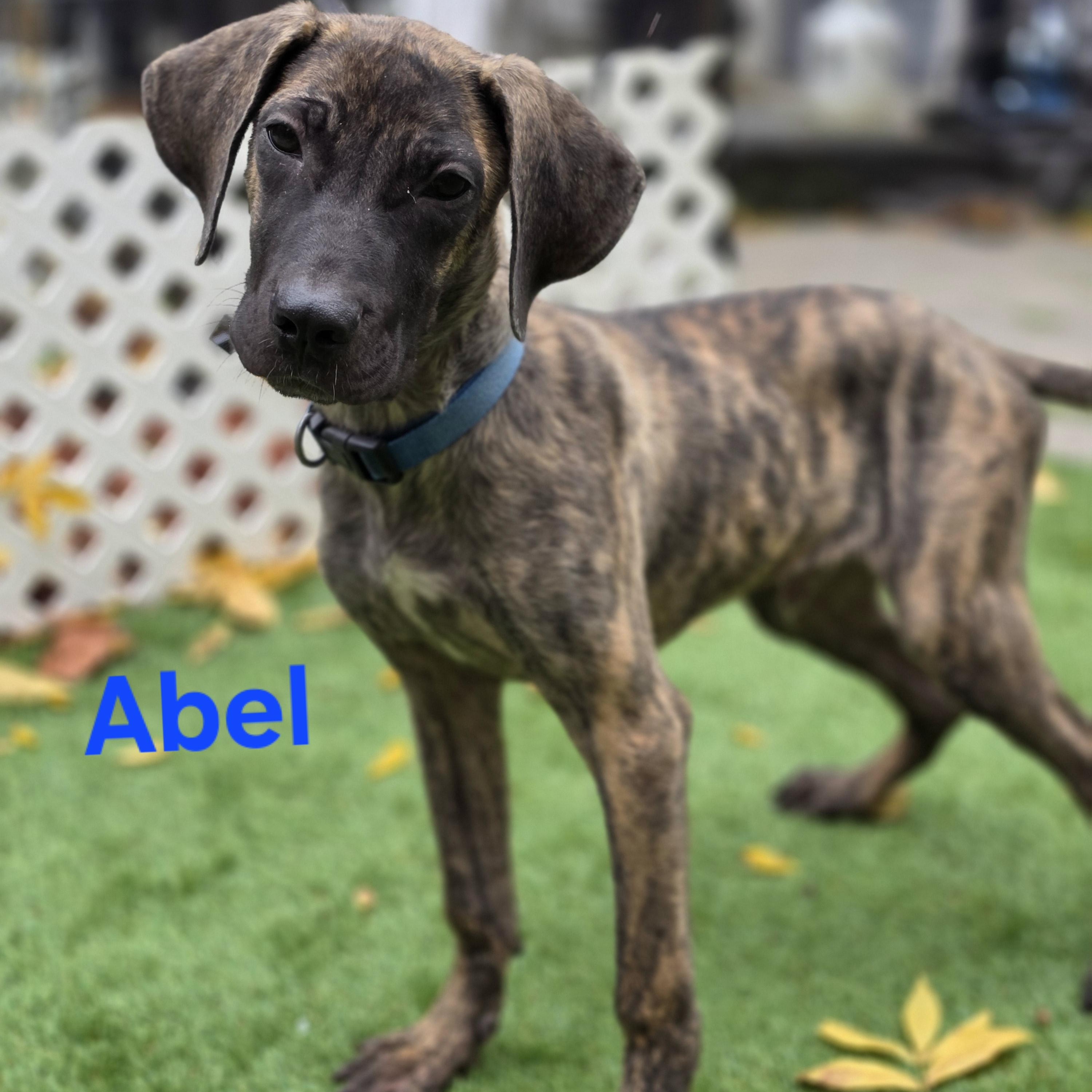 Abel, Adoptable, Puppy Male Boxer & Cane Corso.