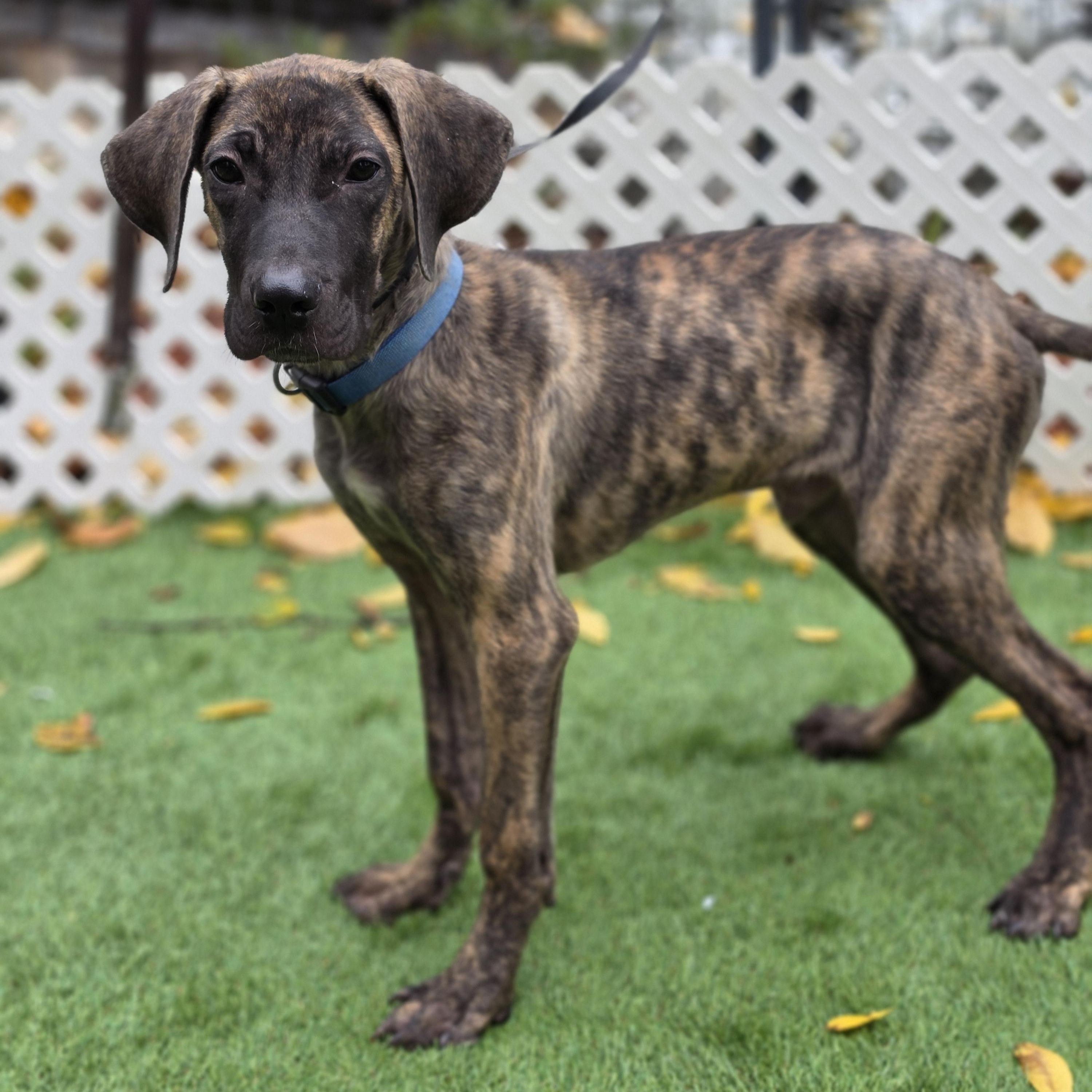 Enlarge Abel, a Adoptable mixed breed in Blairstown, NJ image 4/4