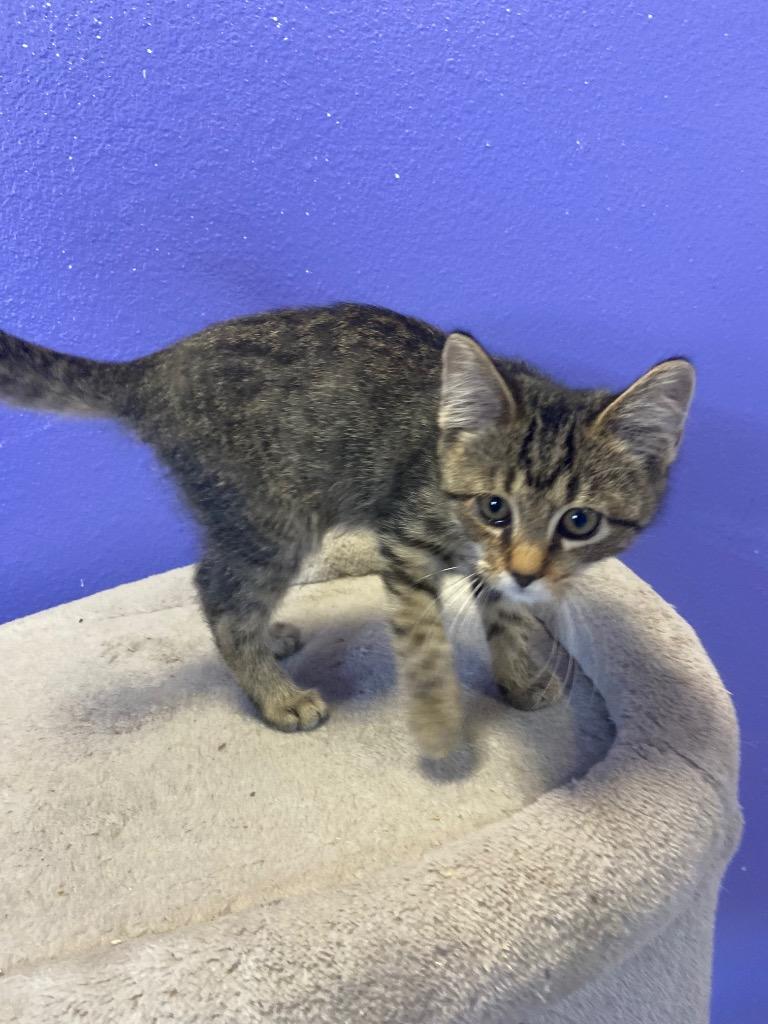 Enlarge George Strait, a Adopted mixed breed in Corpus Christi, TX image 1/1