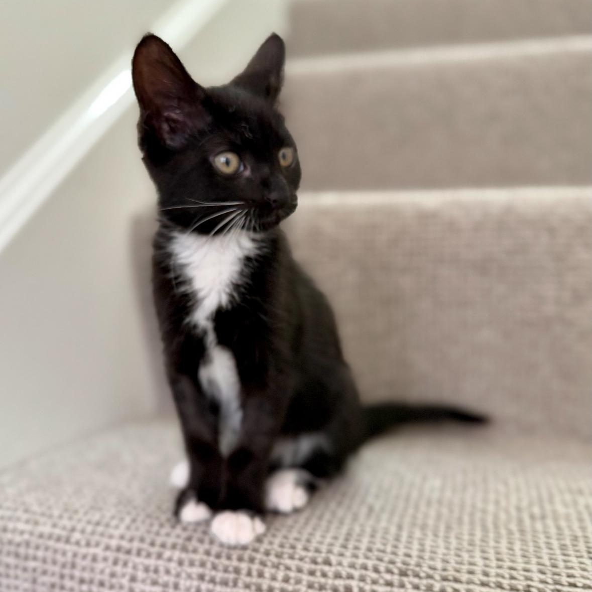 Enlarge Bridgette, a Adoptable Domestic Medium Hair in New Orleans, LA image 3/6