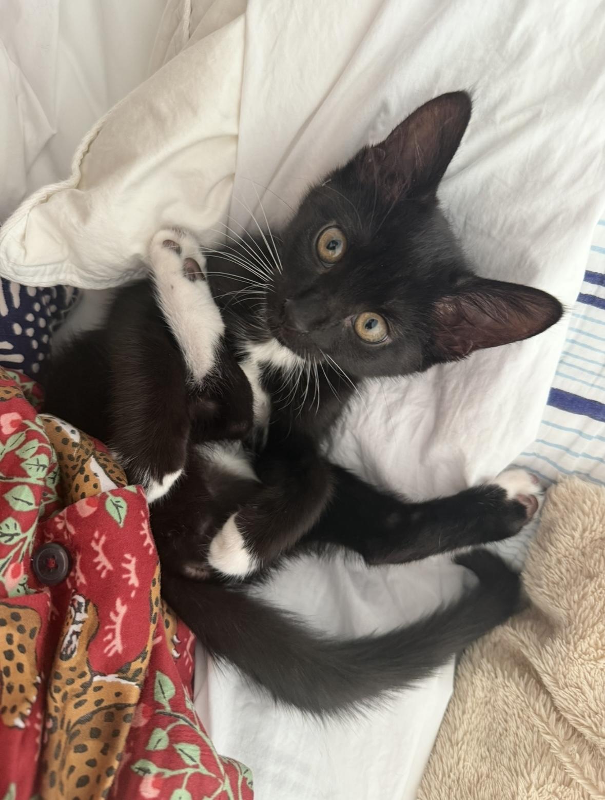 Bridgette, Adoptable, Kitten Female Domestic Medium Hair.