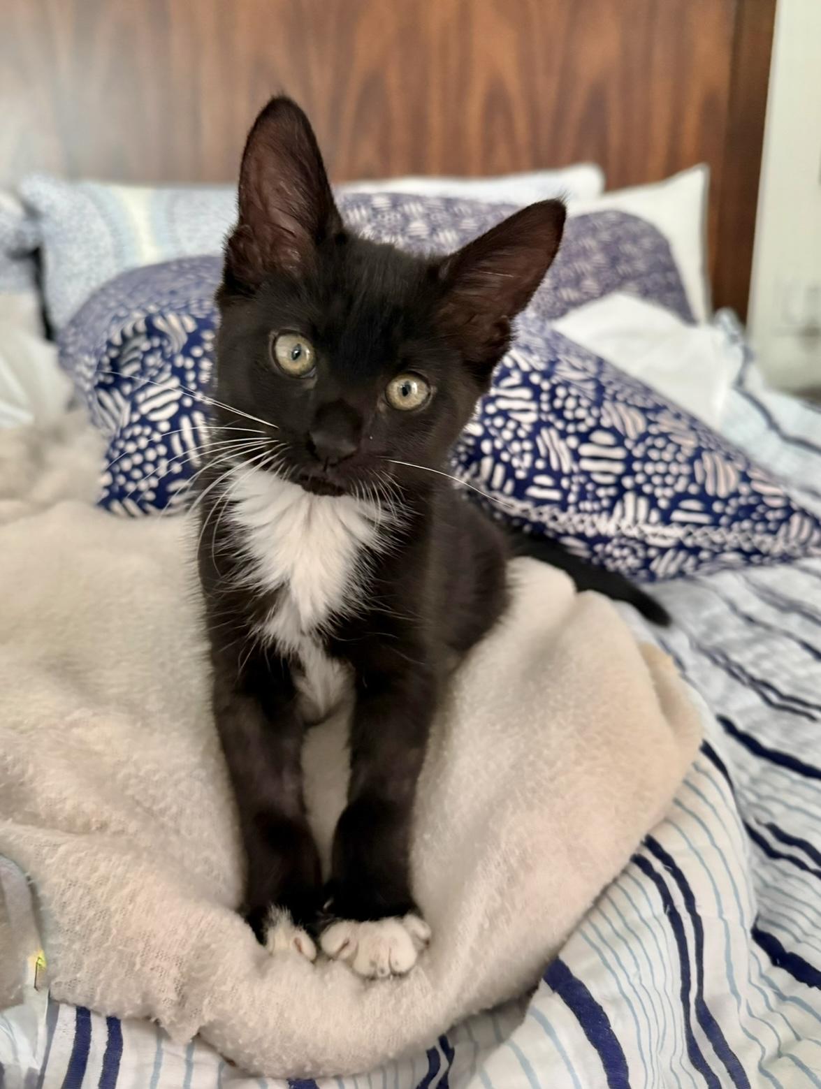 Bridgette, Adoptable, Kitten Female Domestic Medium Hair.