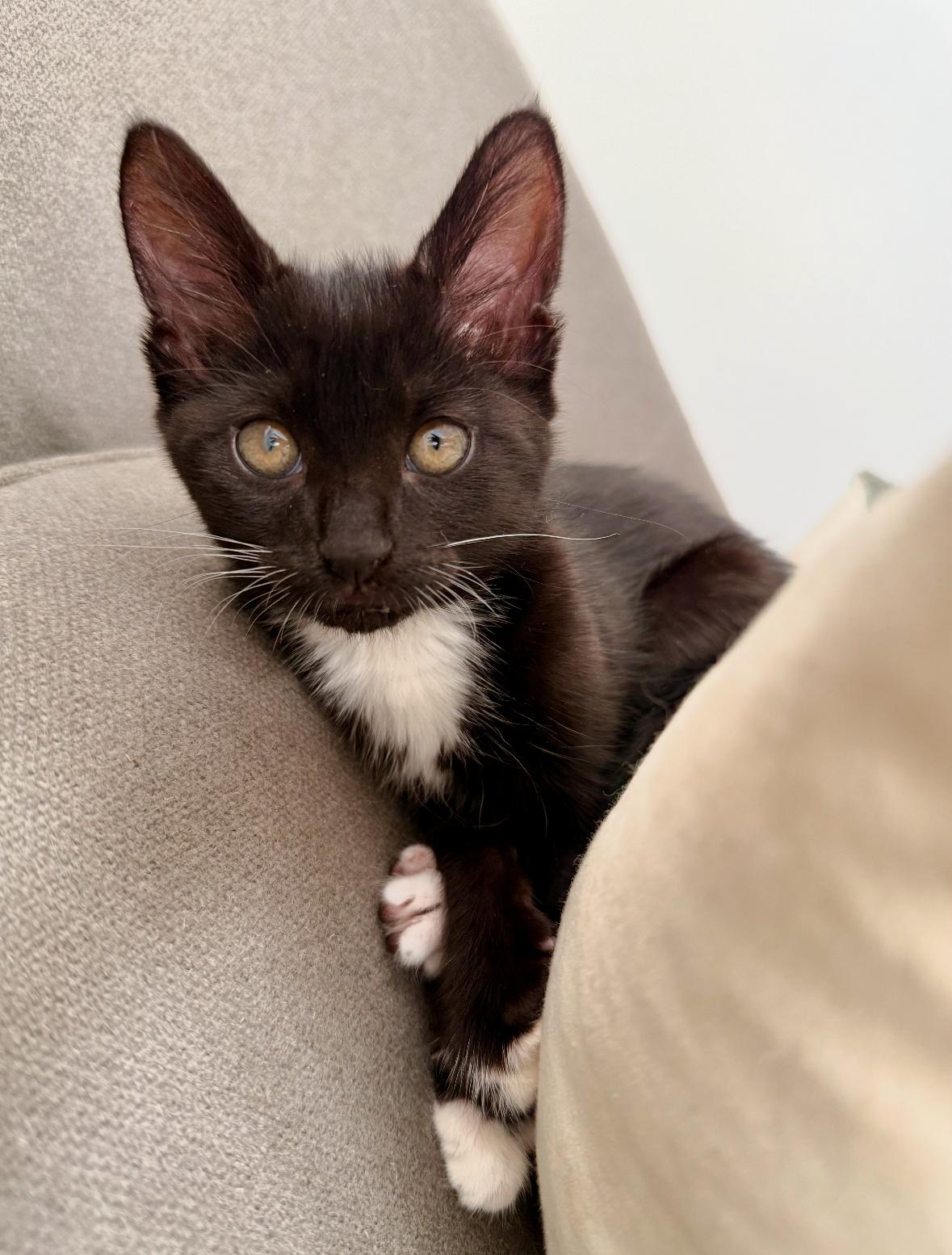 Bridgette, Adoptable, Kitten Female Domestic Medium Hair.