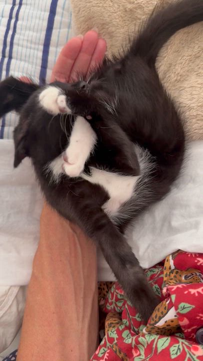 Enlarge Bridgette, a Adoptable Domestic Medium Hair in New Orleans, LA video 6/6