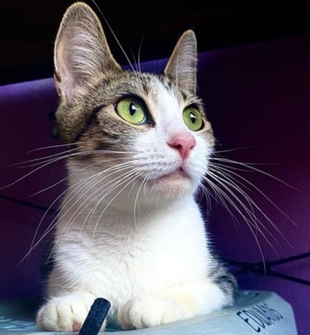 Luna, a Adoptable mixed breed in Tustin, CA image 1/4