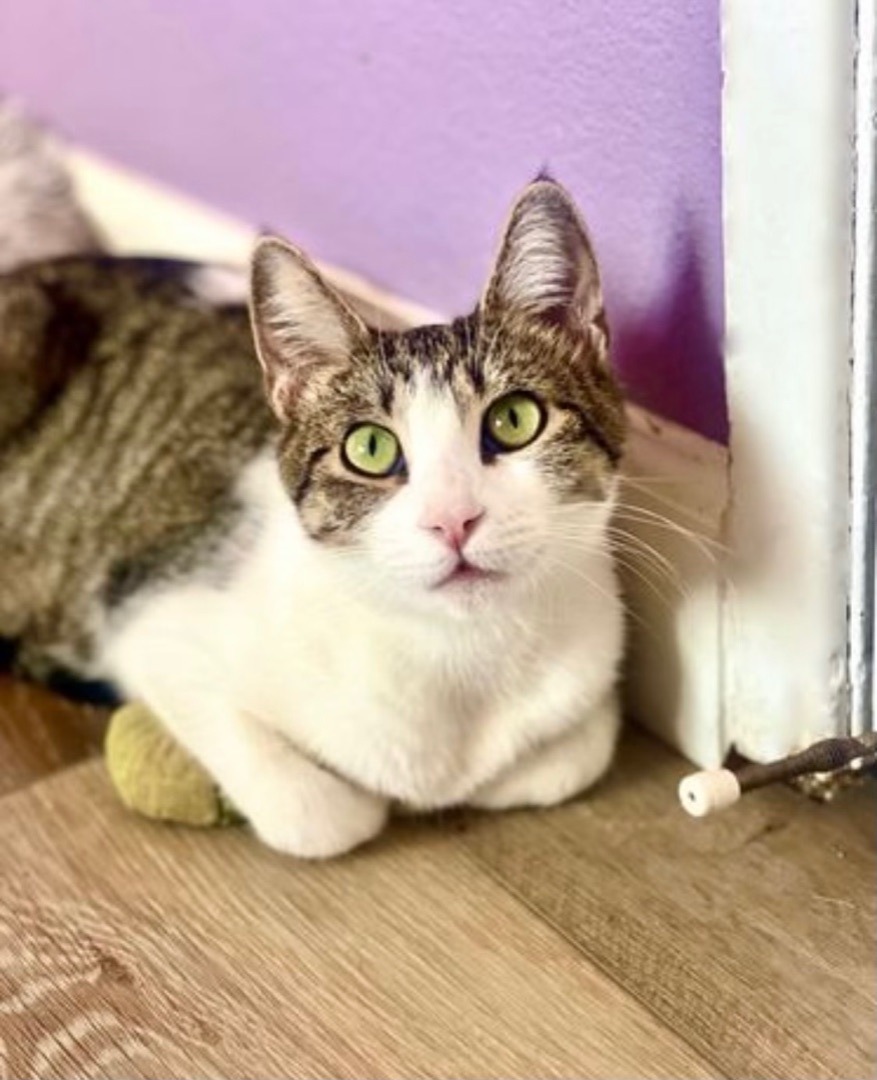 Luna, a Adoptable mixed breed in Tustin, CA image 2/4