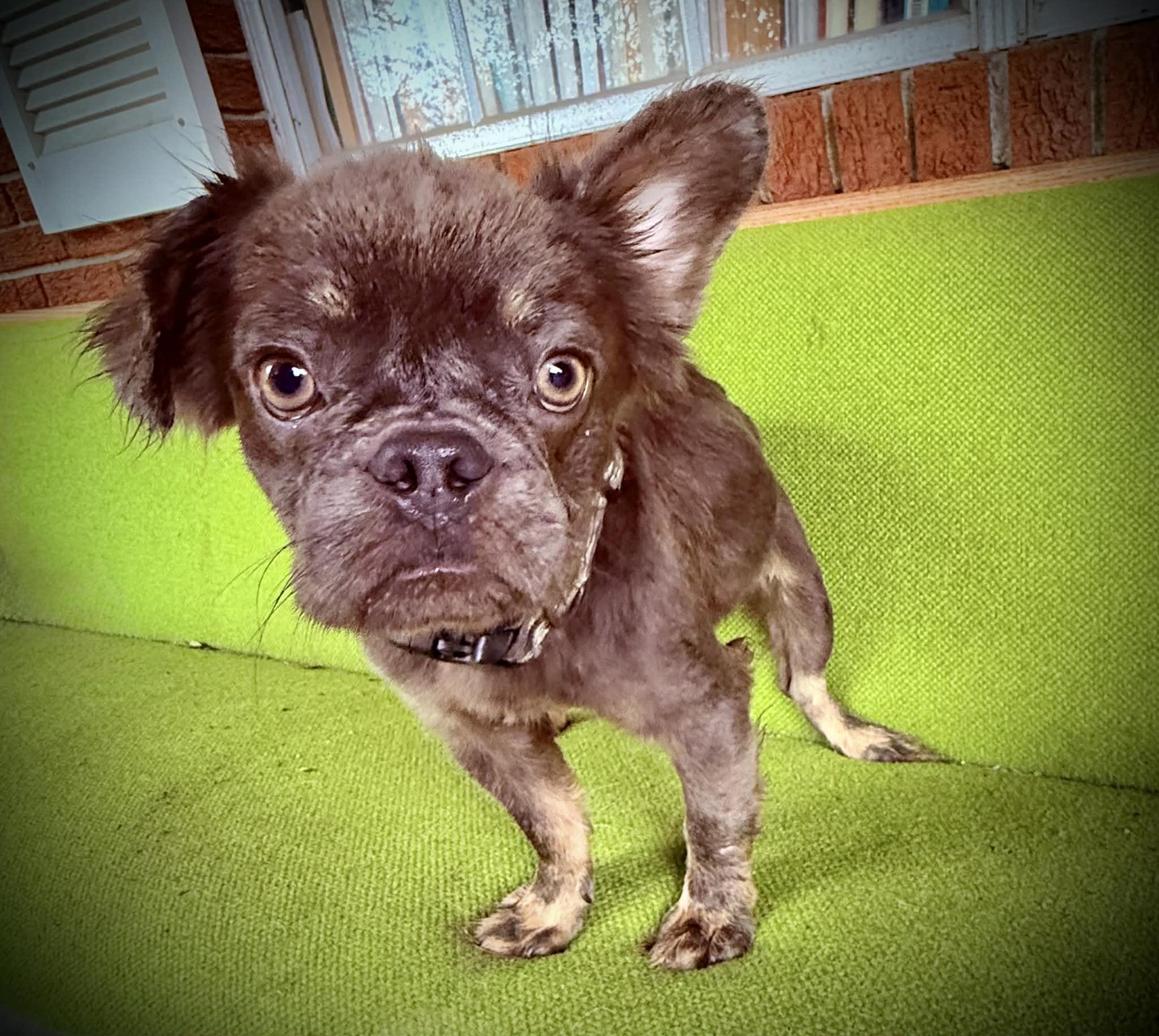 Enlarge Clover/MAXX, a ADOPTABLE mixed breed in Jesup, GA image 1/4