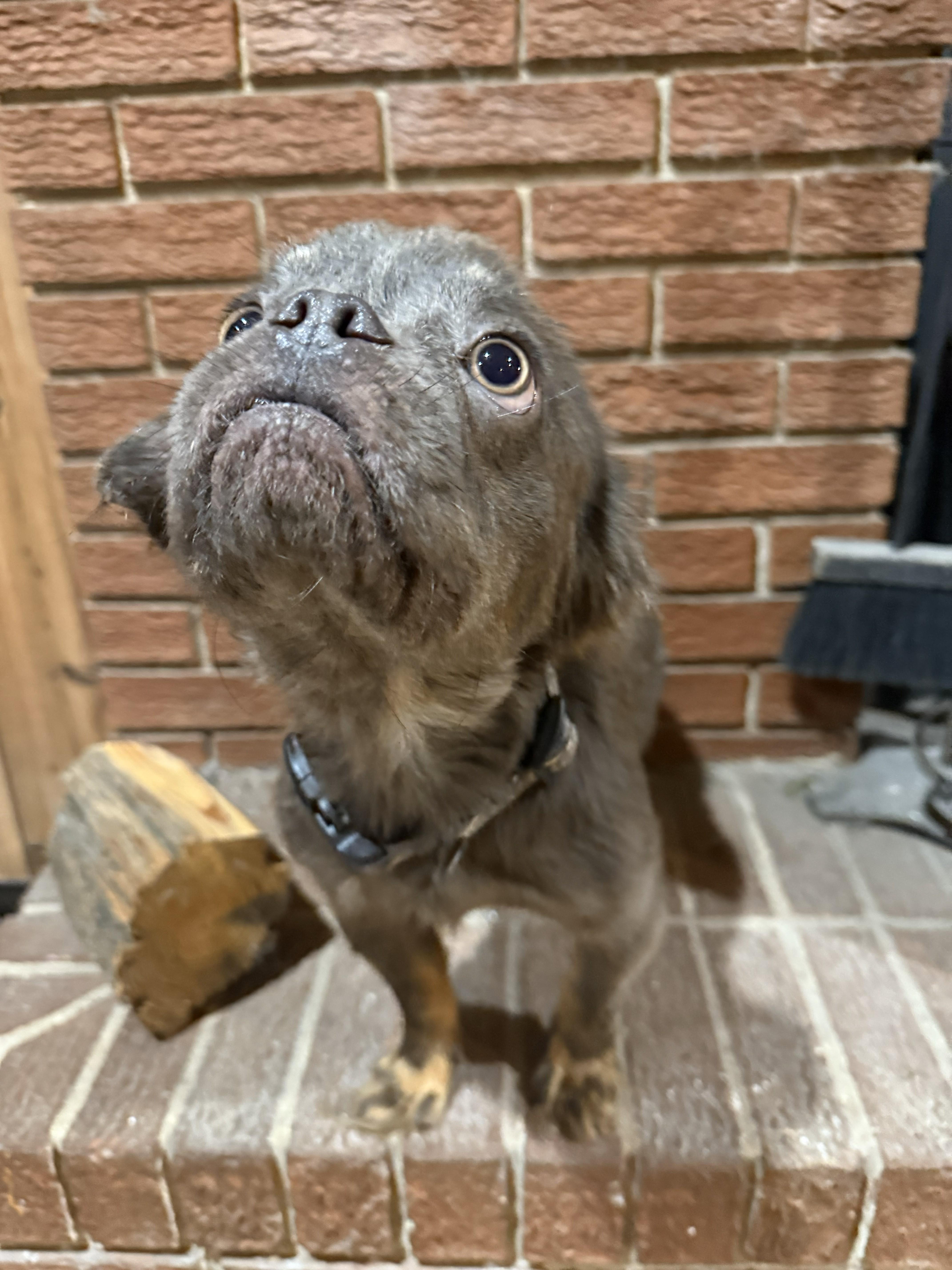 Enlarge Clover/MAXX, a ADOPTABLE mixed breed in Jesup, GA image 2/4