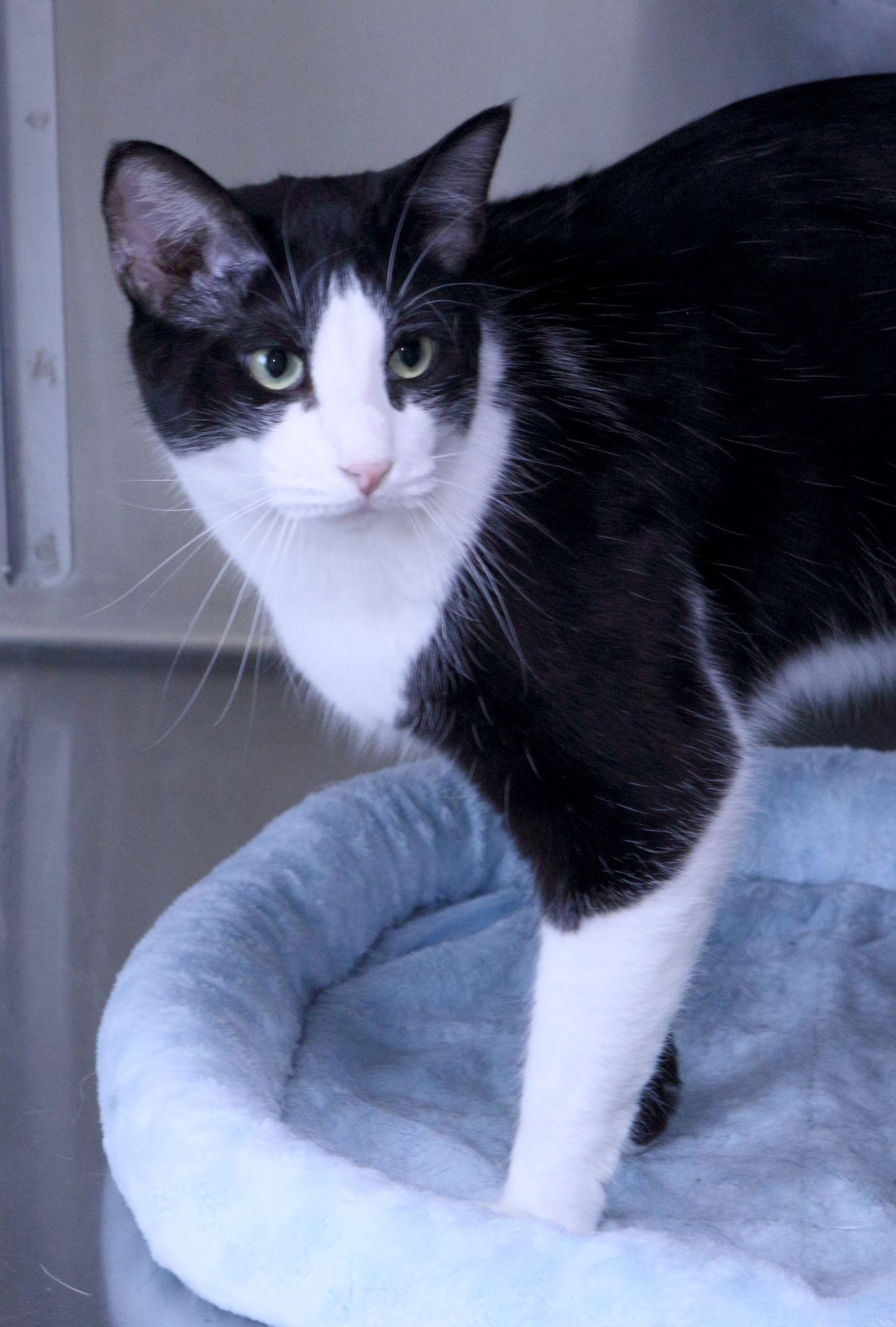 Enlarge Flynn, a Adoptable Domestic Short Hair in Austin, MN image 2/3