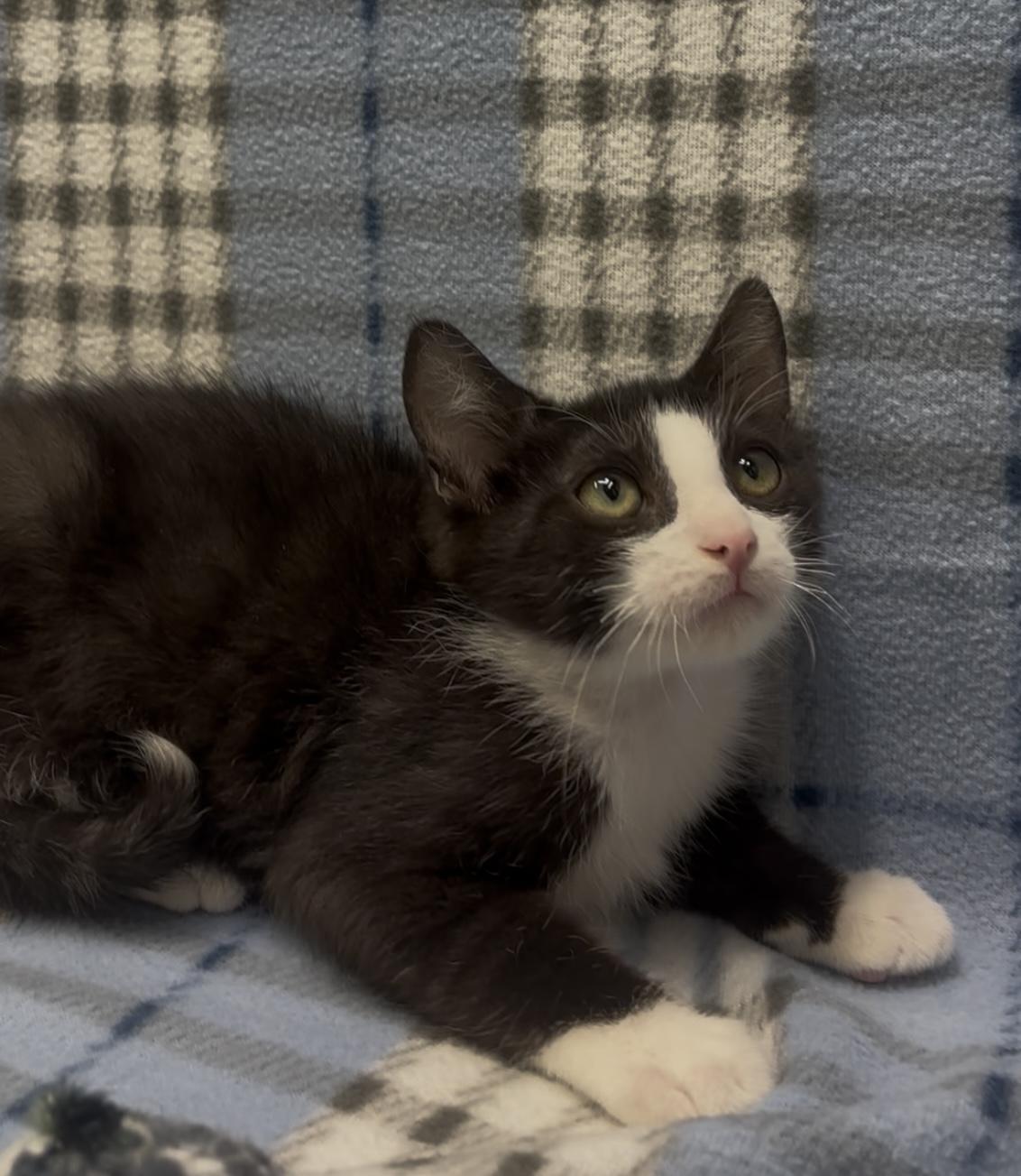 Enlarge Lars, a Adopted mixed breed in Payson, AZ image 4/6