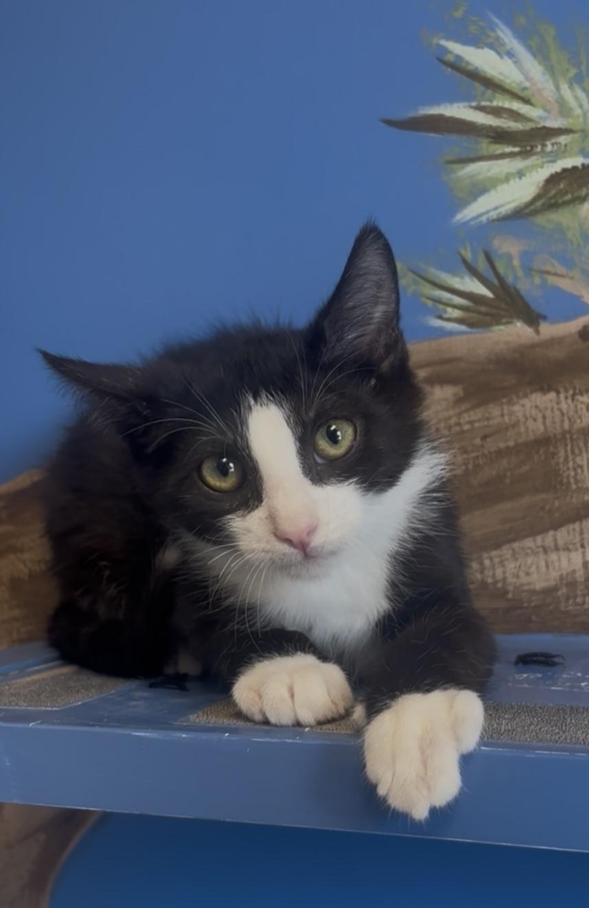 Lars, Adopted, Young Male Domestic Short Hair.
