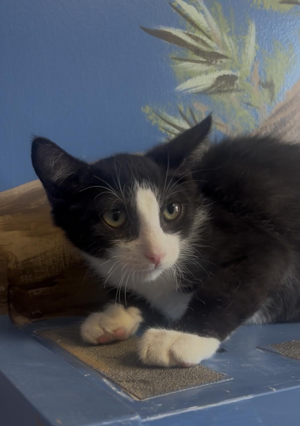 Enlarge Lars, a Adopted mixed breed in Payson, AZ image 5/6