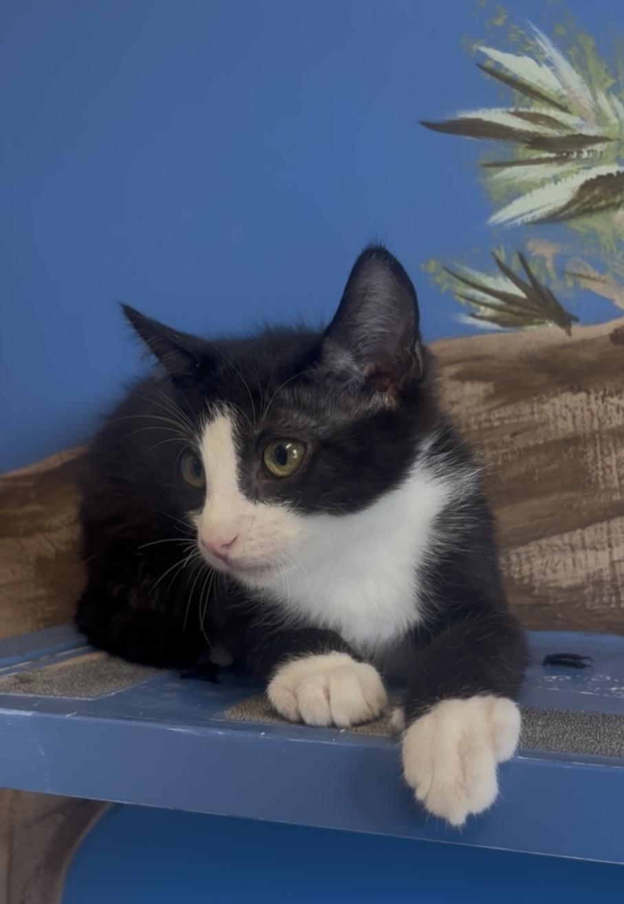 Enlarge Lars, a Adopted mixed breed in Payson, AZ image 6/6