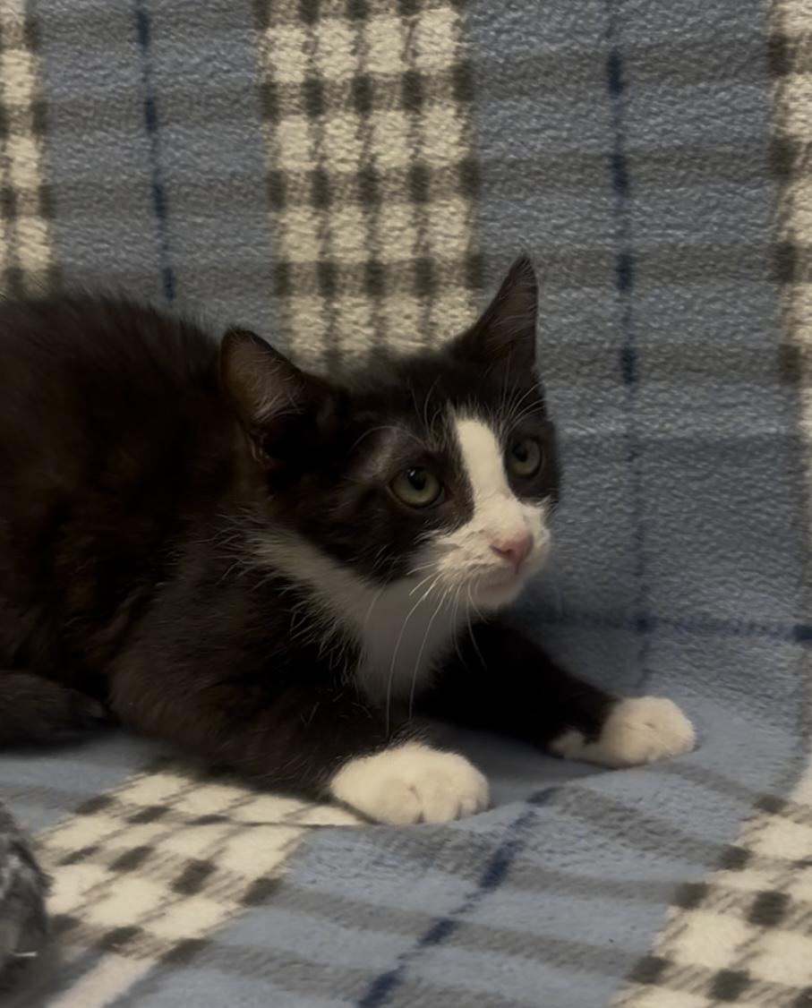 Enlarge Lars, a Adopted mixed breed in Payson, AZ image 2/6