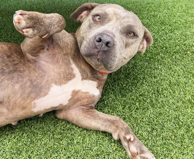 Enlarge LADY BUG, a Adoptable mixed breed in Fort Lauderdale, FL image 1/1