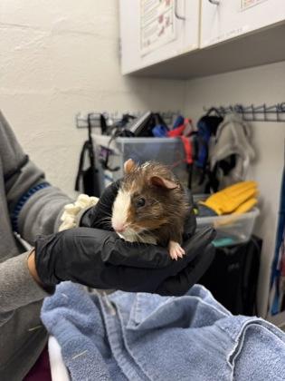 Enlarge Kuumba, a Adoptable Guinea Pig in Seattle, WA image 1/1