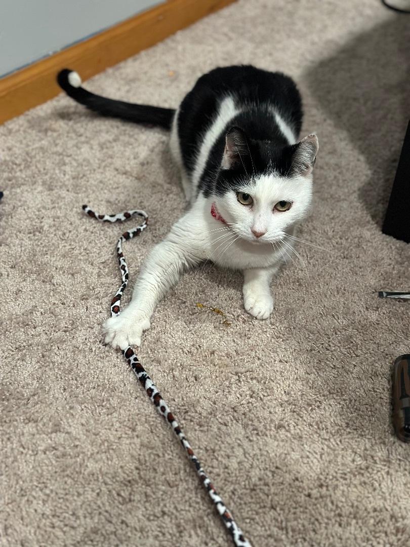 Minnie, a Adoptable Domestic Short Hair in Levittown, PA image 1/3