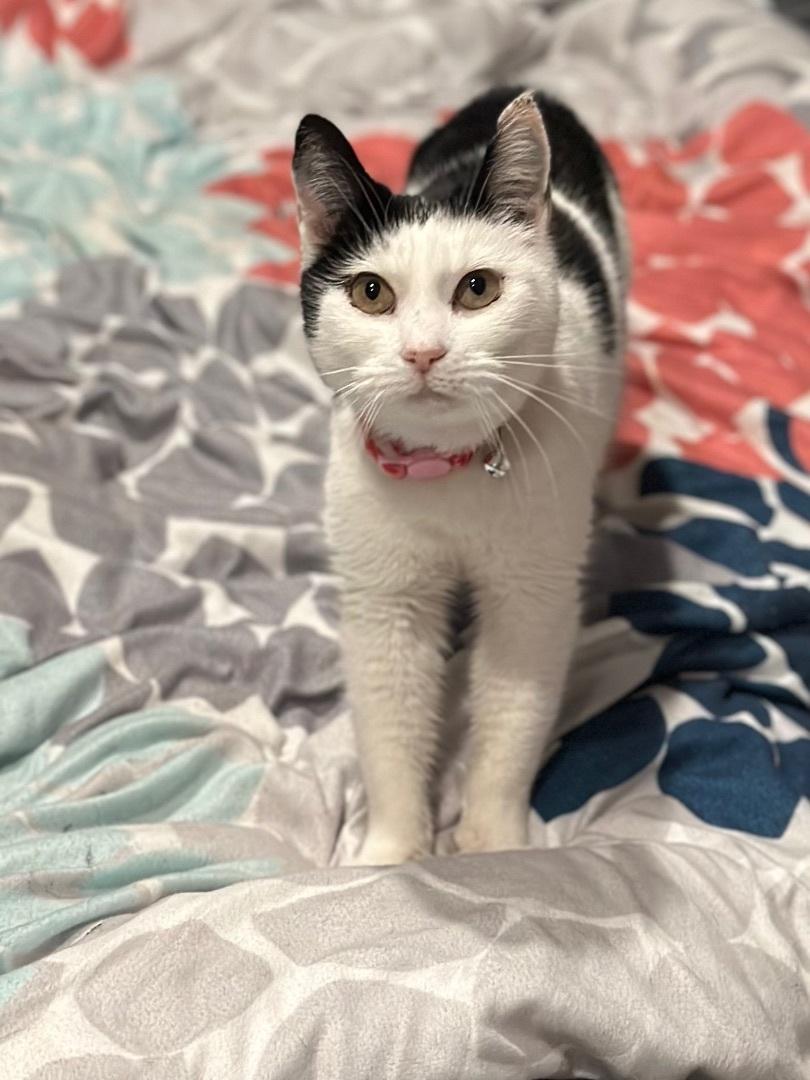 Minnie, Adoptable, Adult Female Domestic Short Hair.