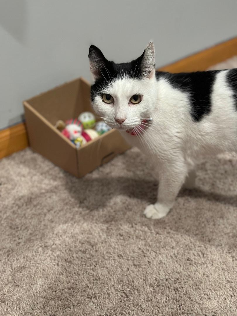 Minnie, a Adoptable Domestic Short Hair in Levittown, PA image 3/3