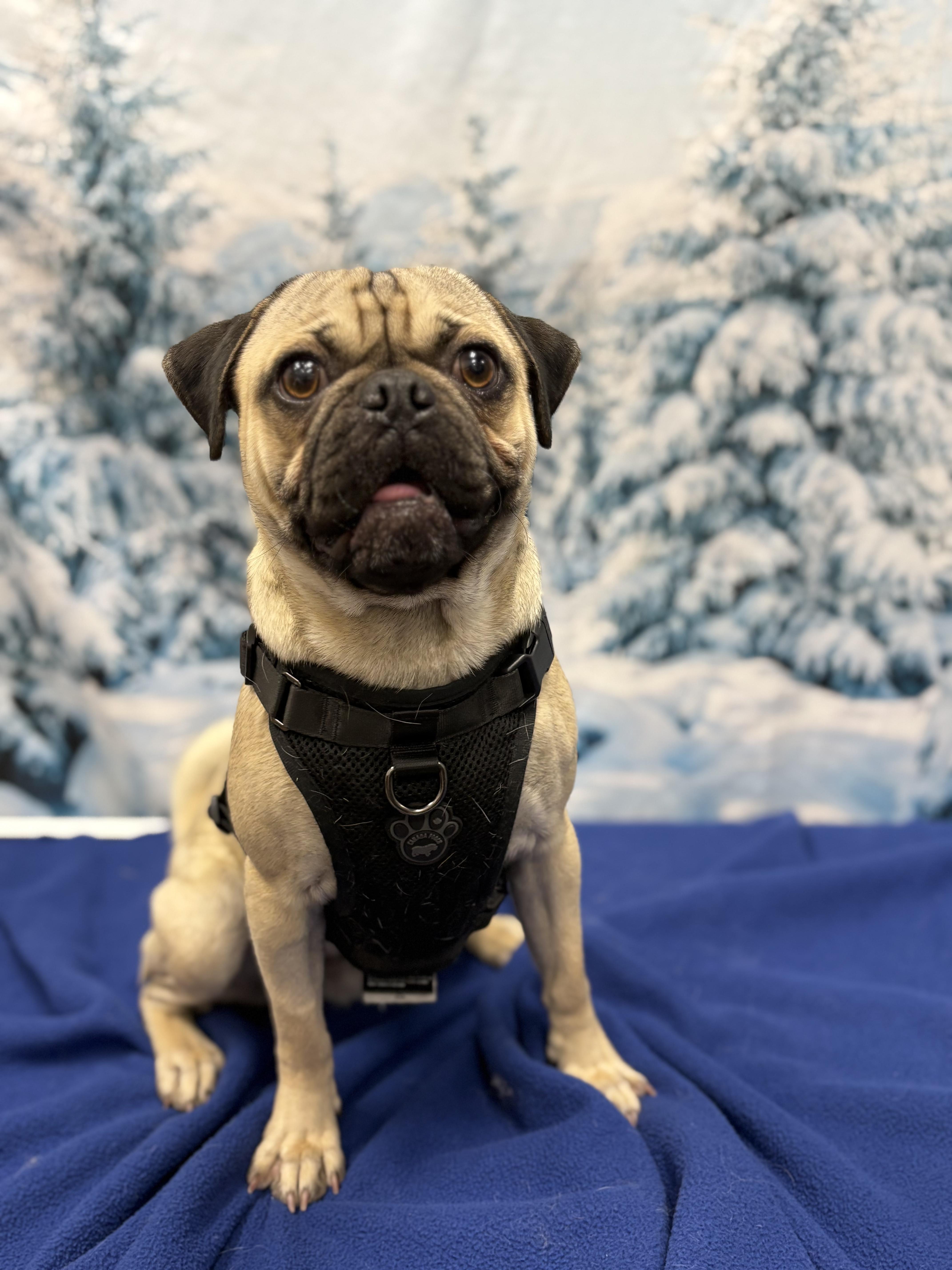 Rolly, ADOPTABLE, Young Male Pug.