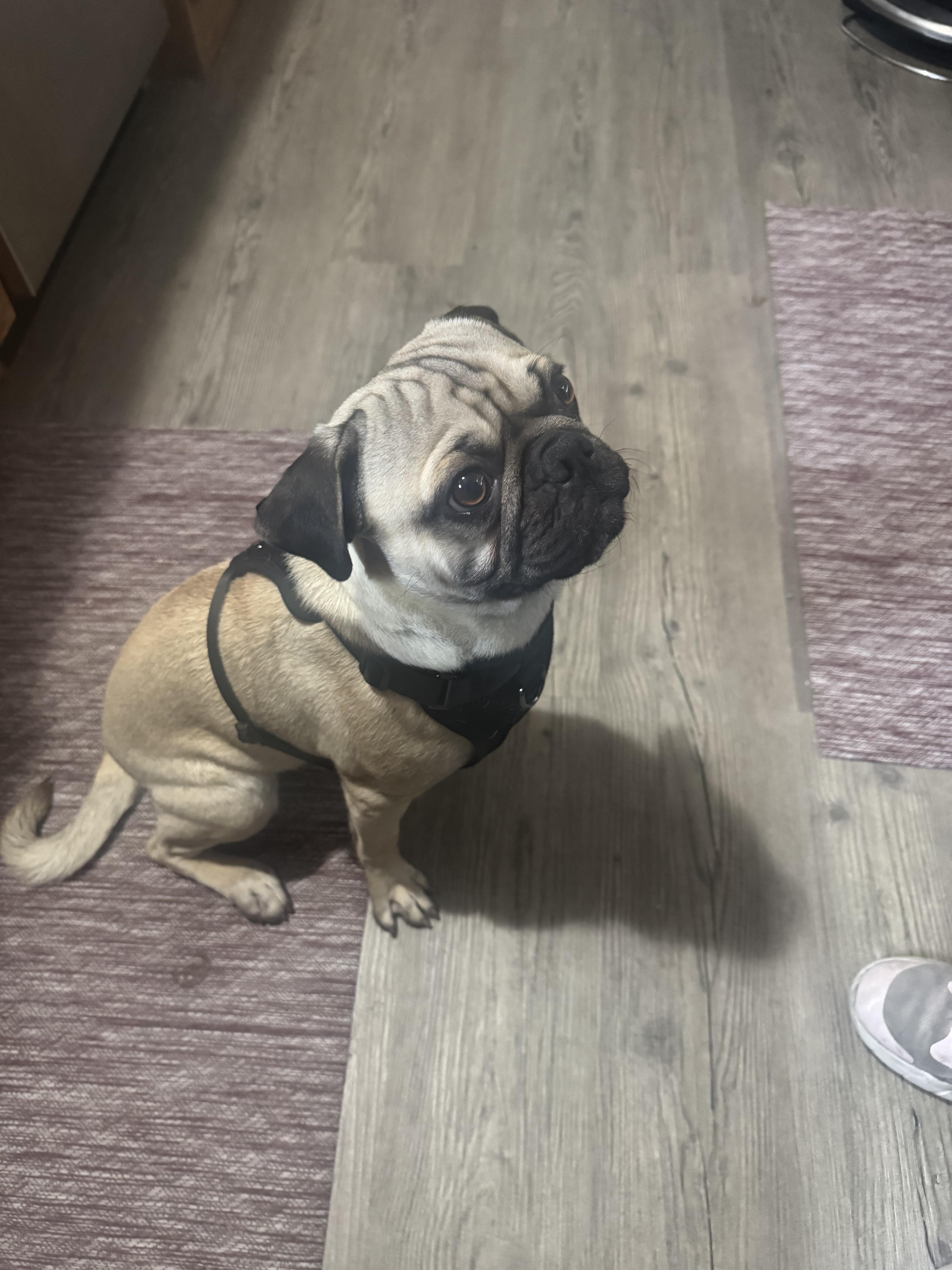 Enlarge Rolly, a ADOPTABLE Pug in West Valley, UT image 4/4