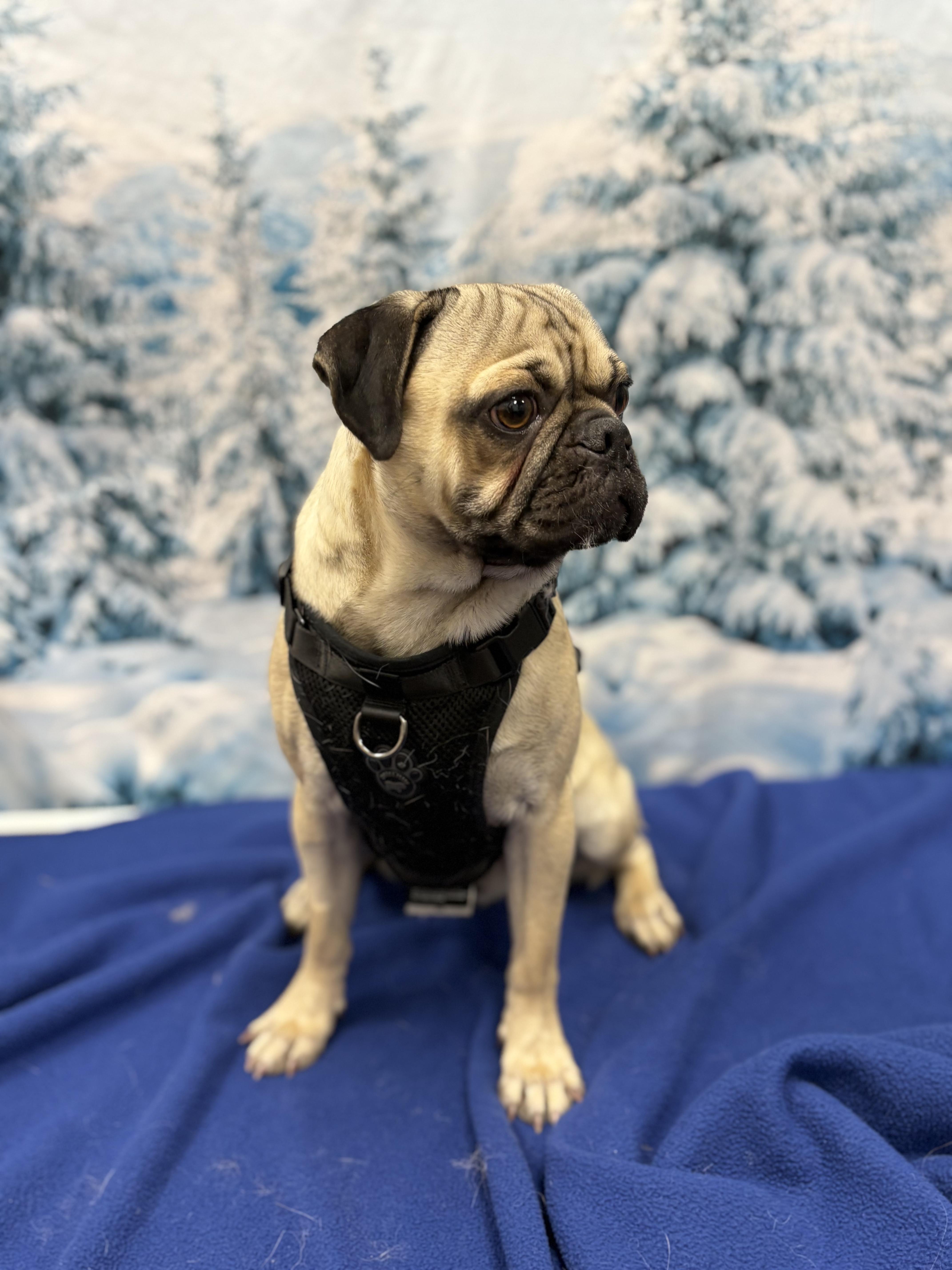 Enlarge Rolly, a ADOPTABLE Pug in West Valley, UT image 2/4