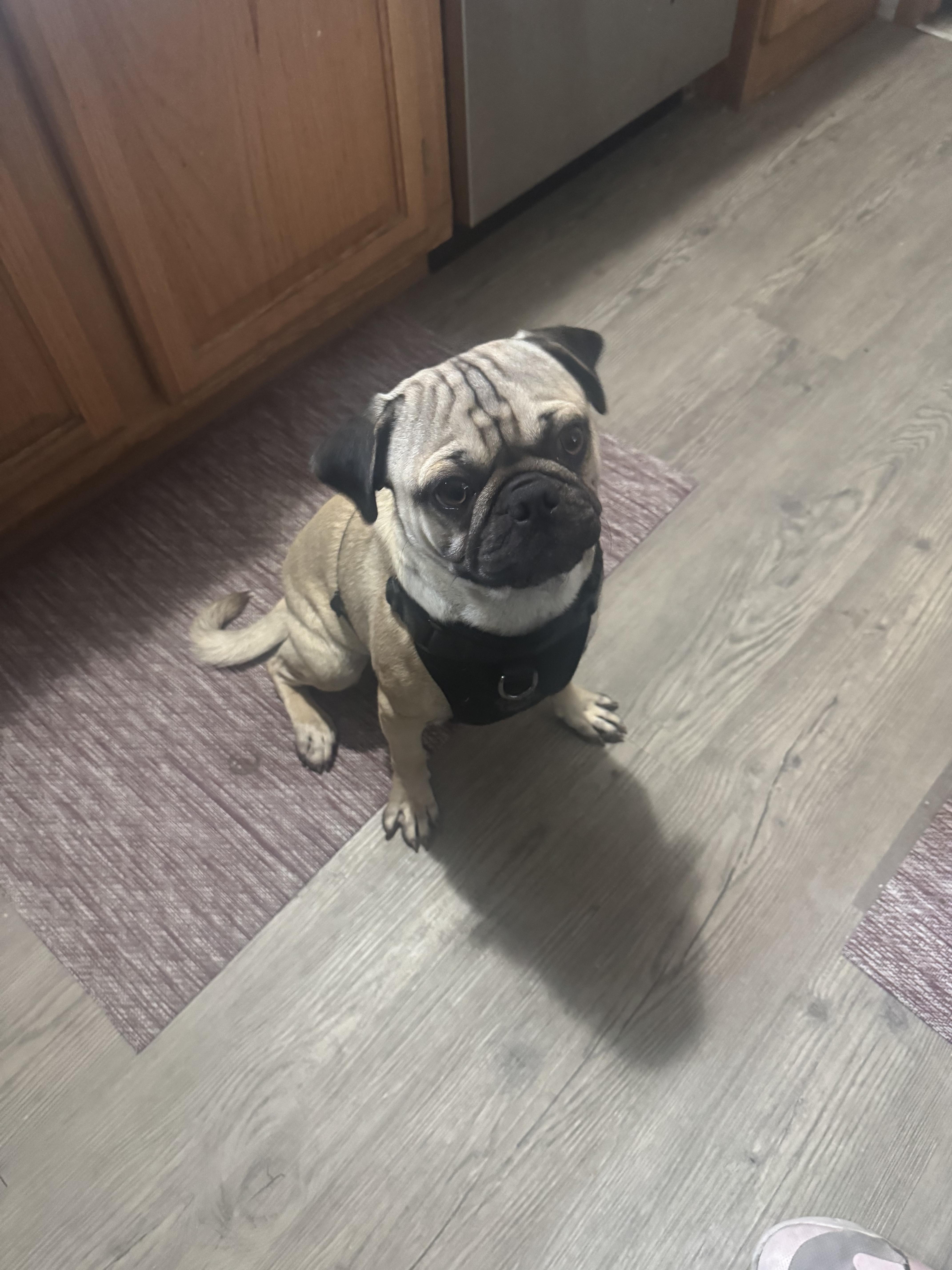 Enlarge Rolly, a ADOPTABLE Pug in West Valley, UT image 3/4