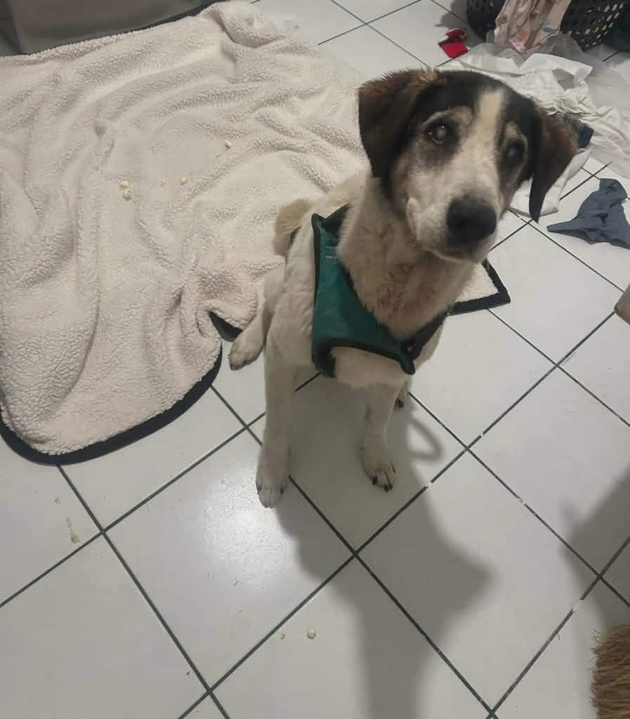 Ida, Adoptable, Young Female Hound.