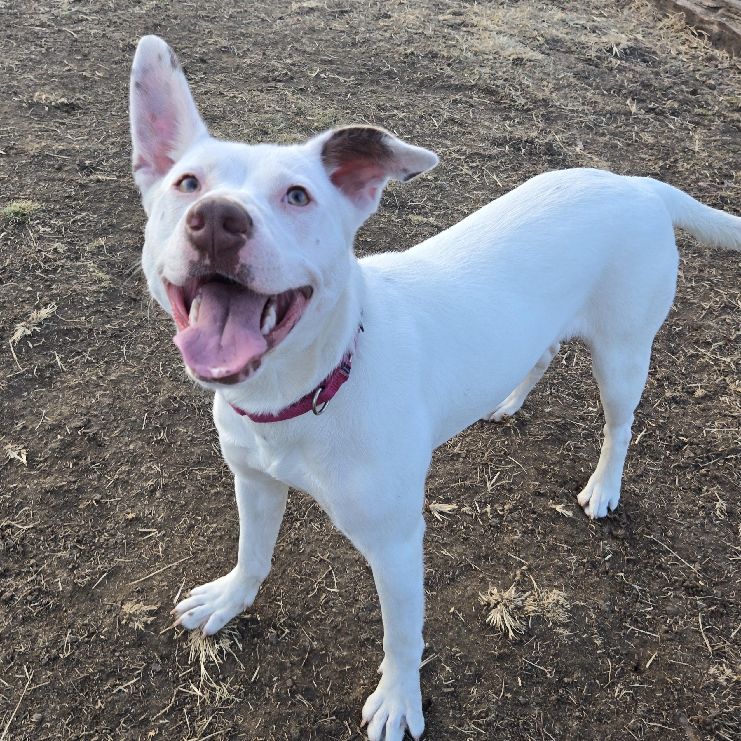 Enlarge Diamond, a ADOPTABLE mixed breed in Keokuk, IA image 4/6