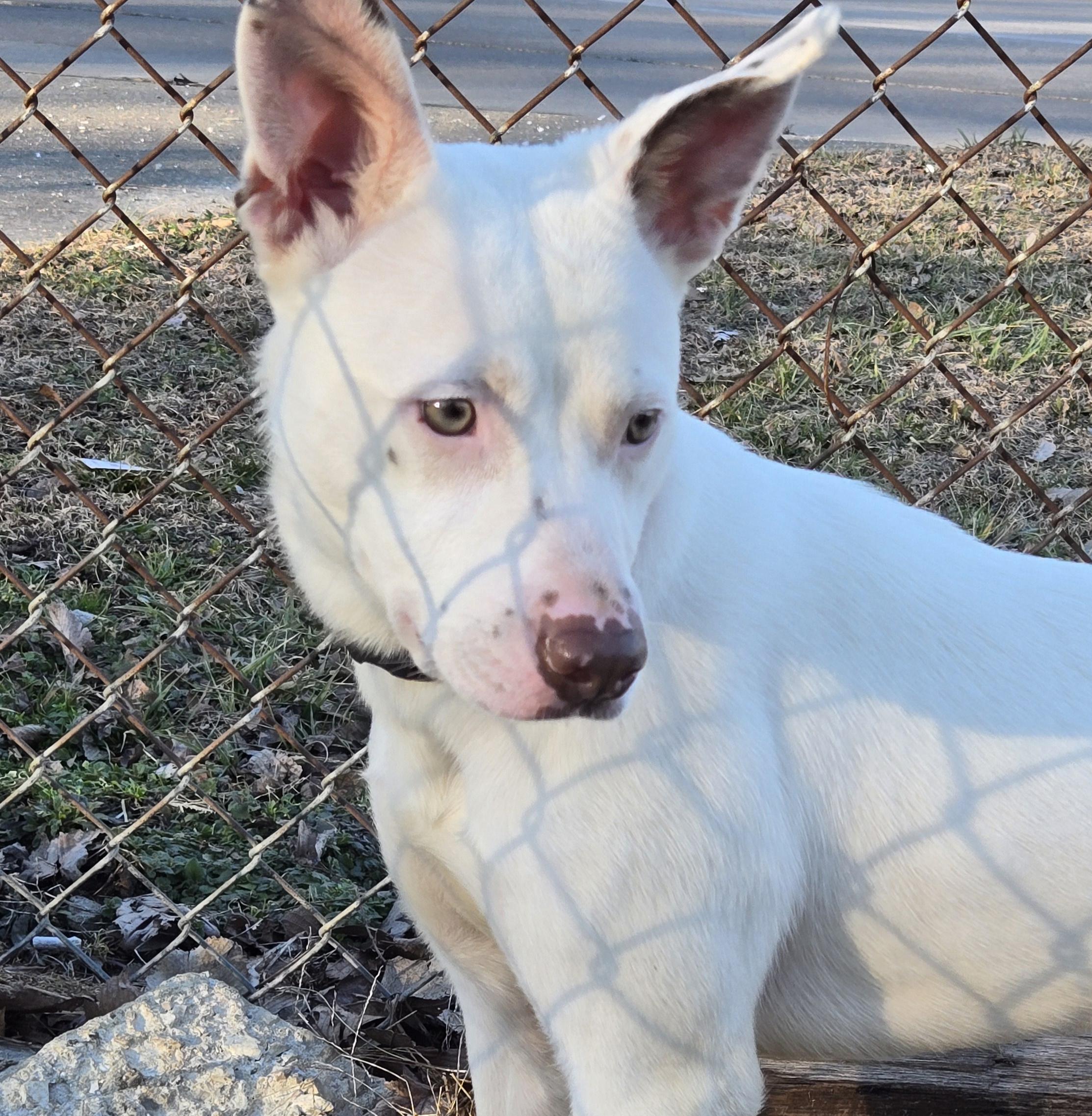 Enlarge Diamond, a ADOPTABLE mixed breed in Keokuk, IA image 4/5