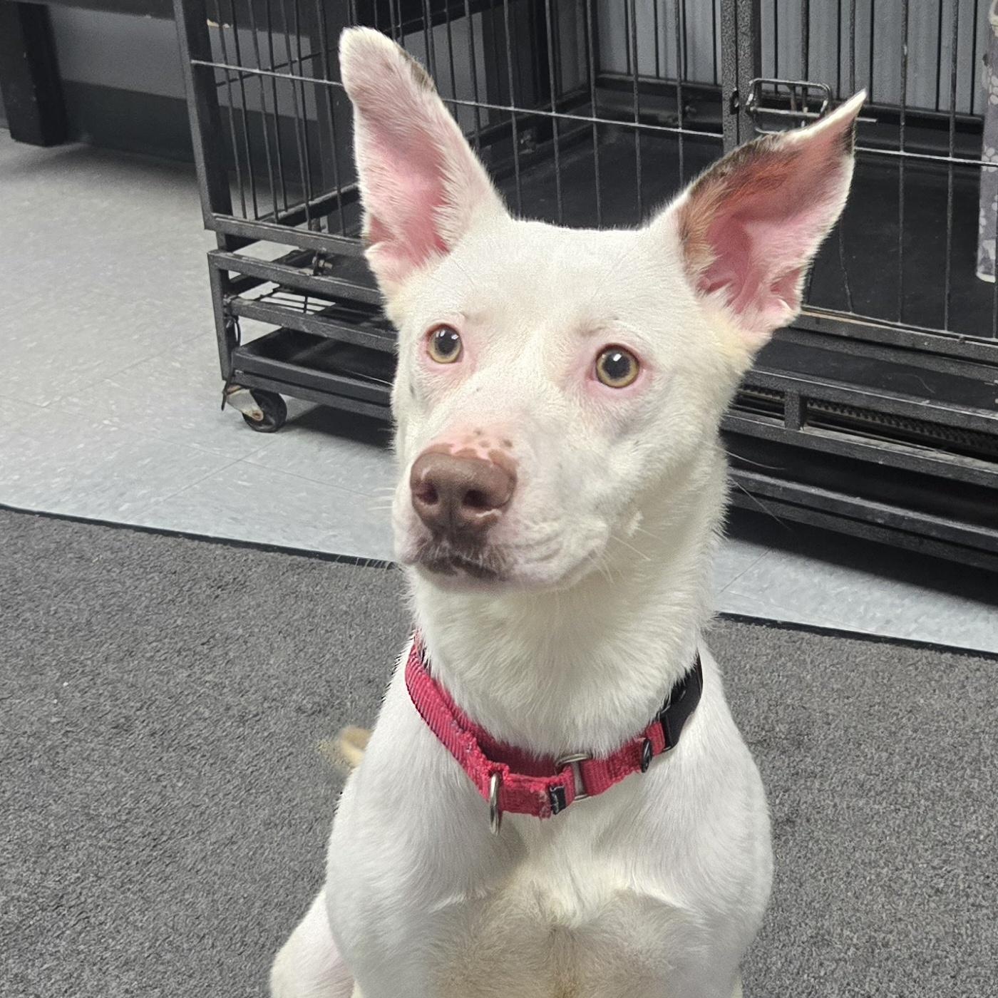 Enlarge Diamond, a ADOPTABLE mixed breed in Keokuk, IA image 3/5