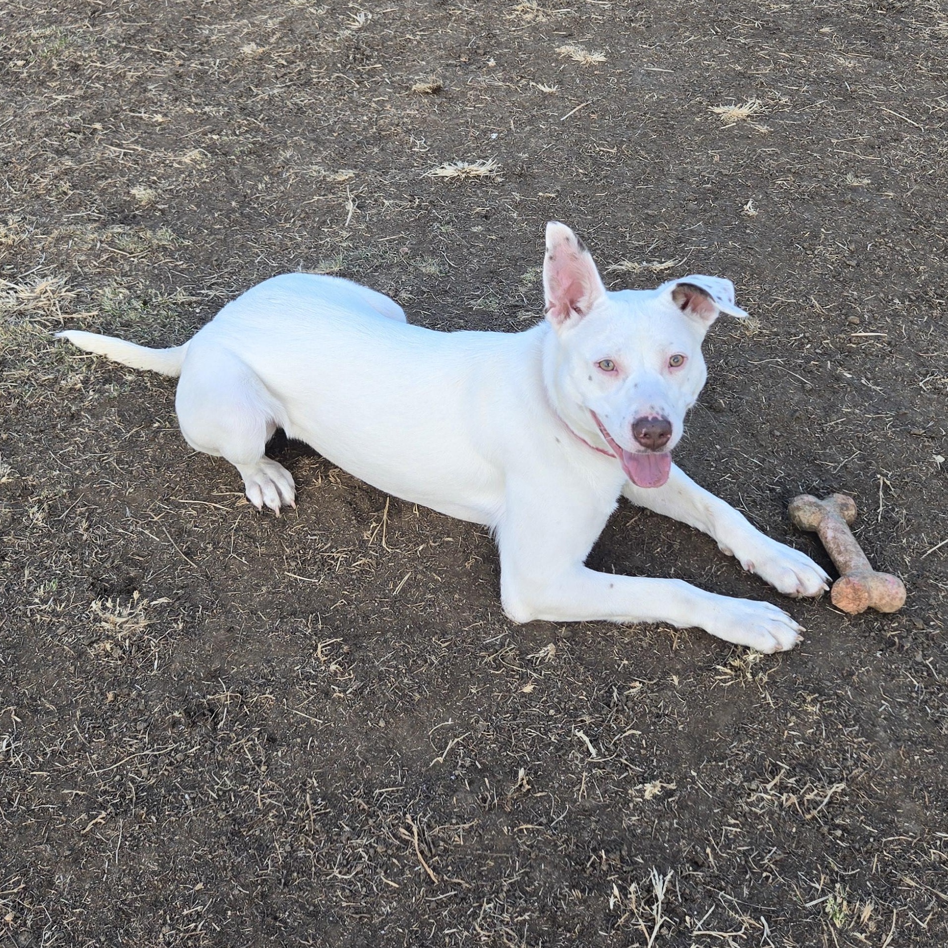 Enlarge Diamond, a ADOPTABLE mixed breed in Keokuk, IA image 1/6