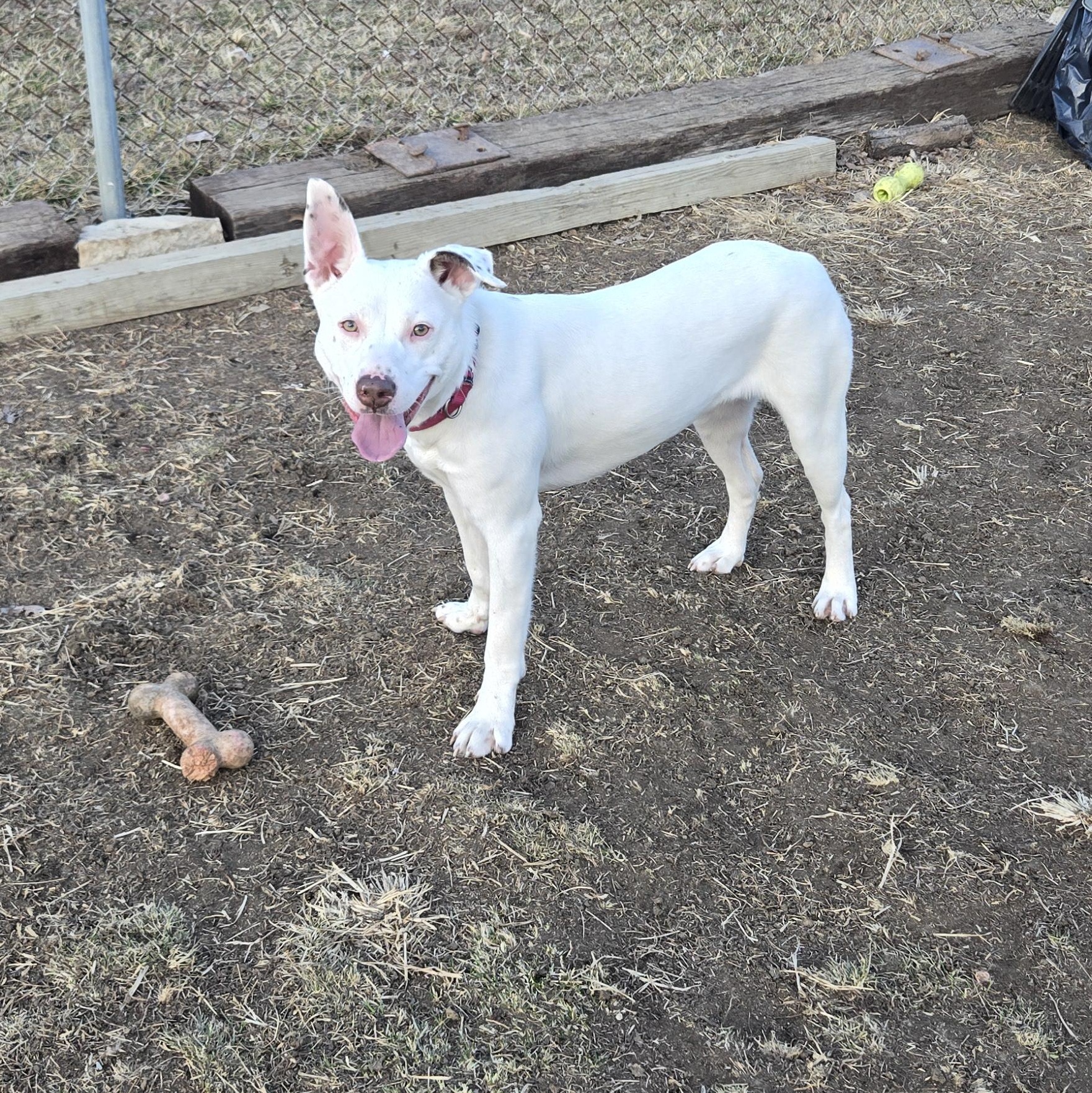 Enlarge Diamond, a ADOPTABLE mixed breed in Keokuk, IA image 6/6