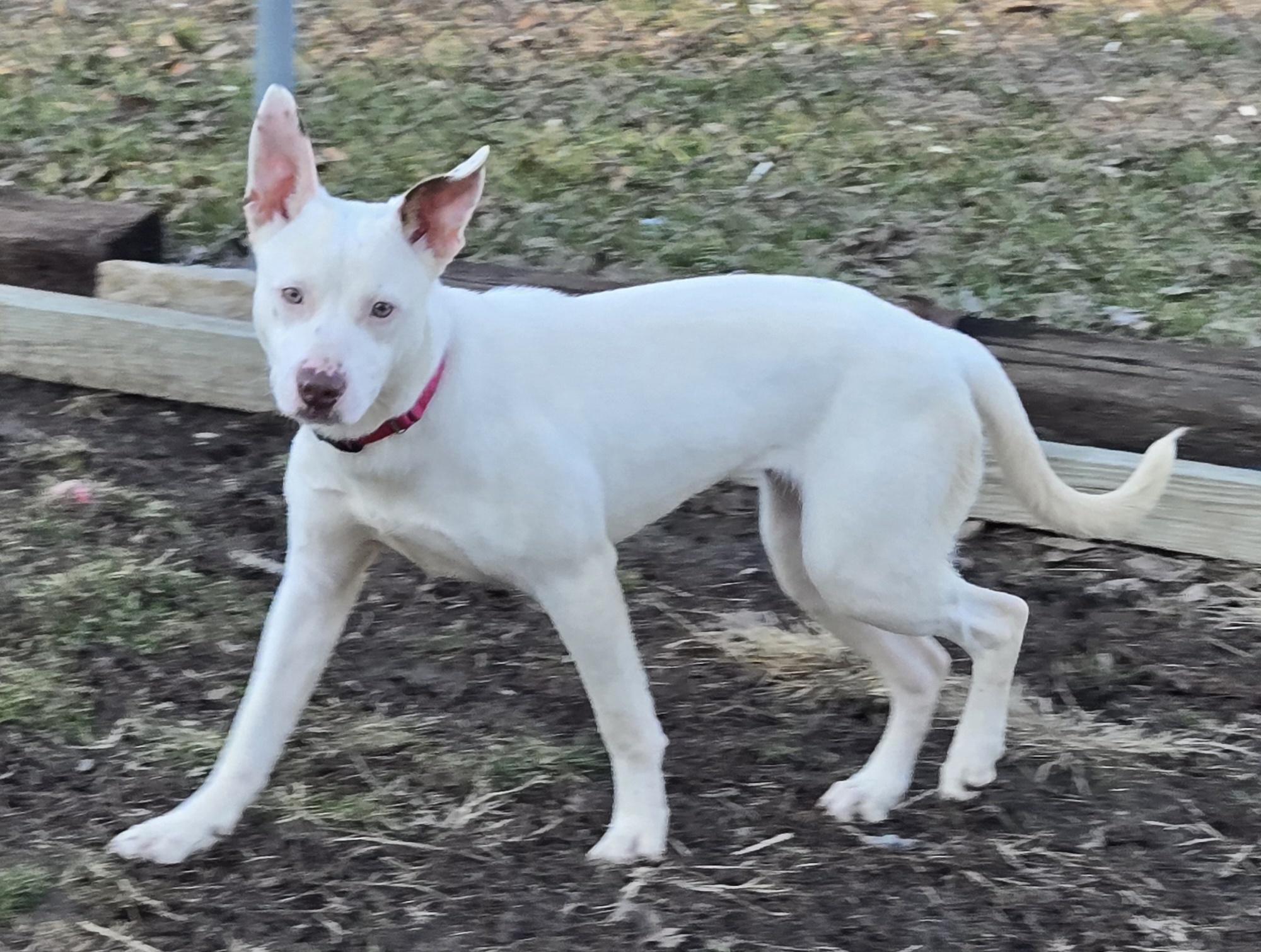 Diamond, ADOPTABLE, Young Female Australian Shepherd.